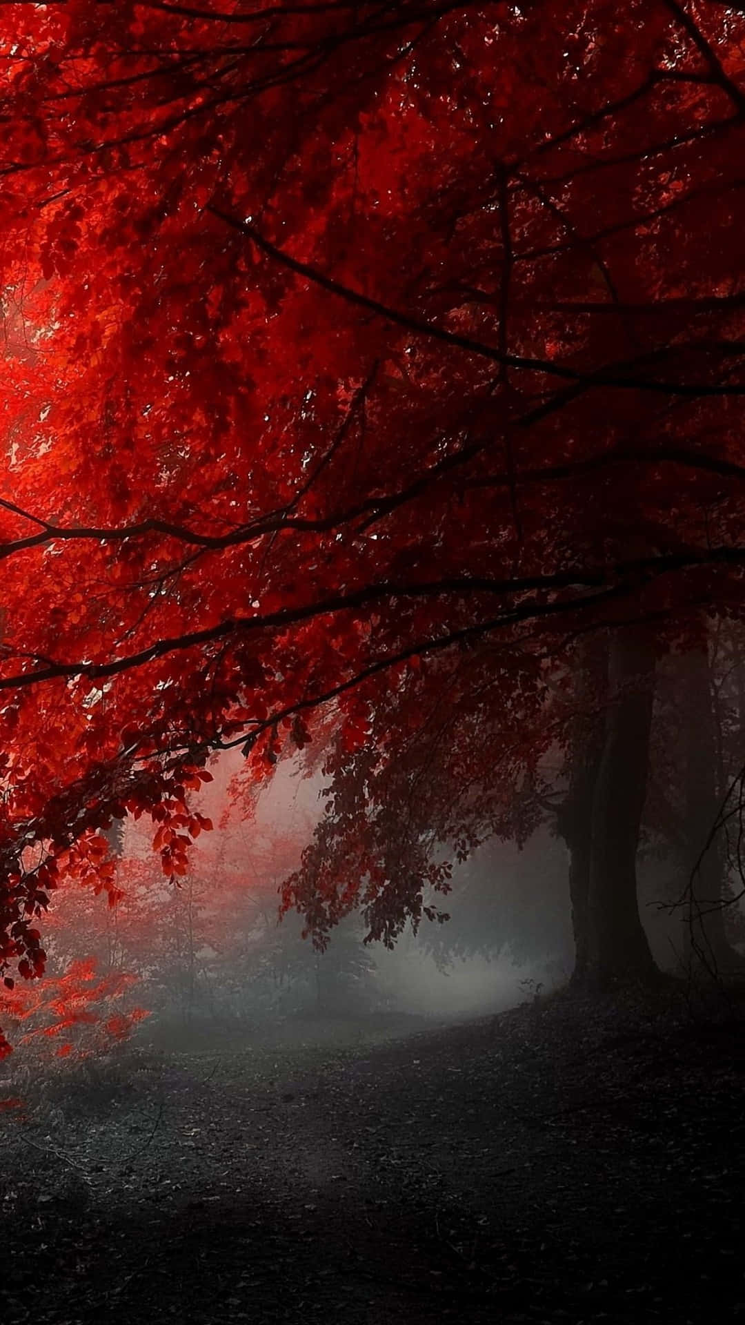 A Red Forest With Trees In The Fog Background