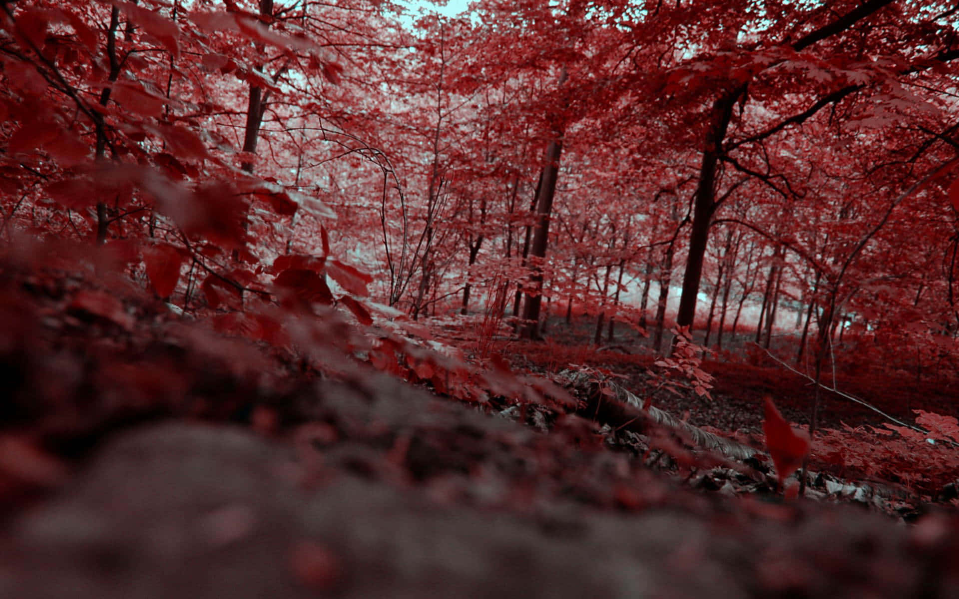 A Red Forest With Trees Background