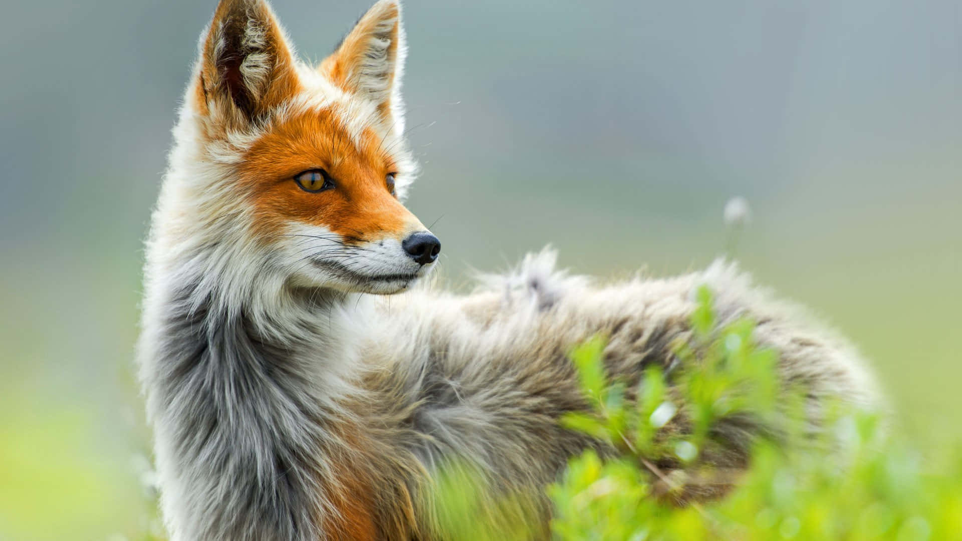 A Red Fox Is Standing In The Grass