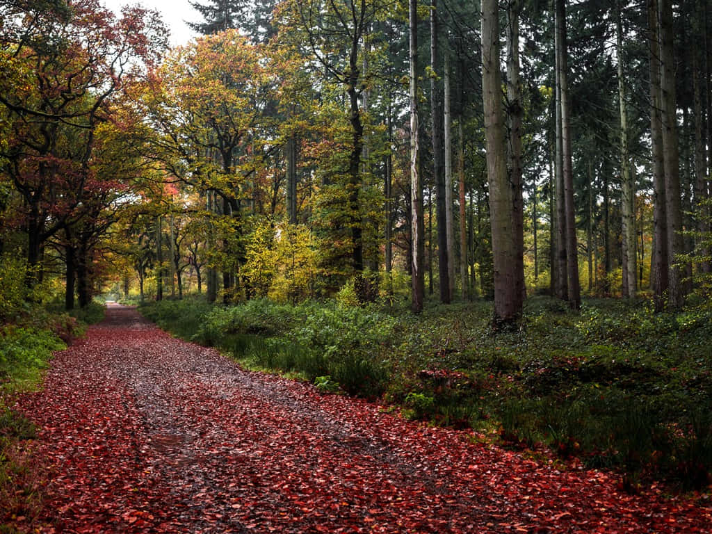 A Red Gravel Path In The Forest Background