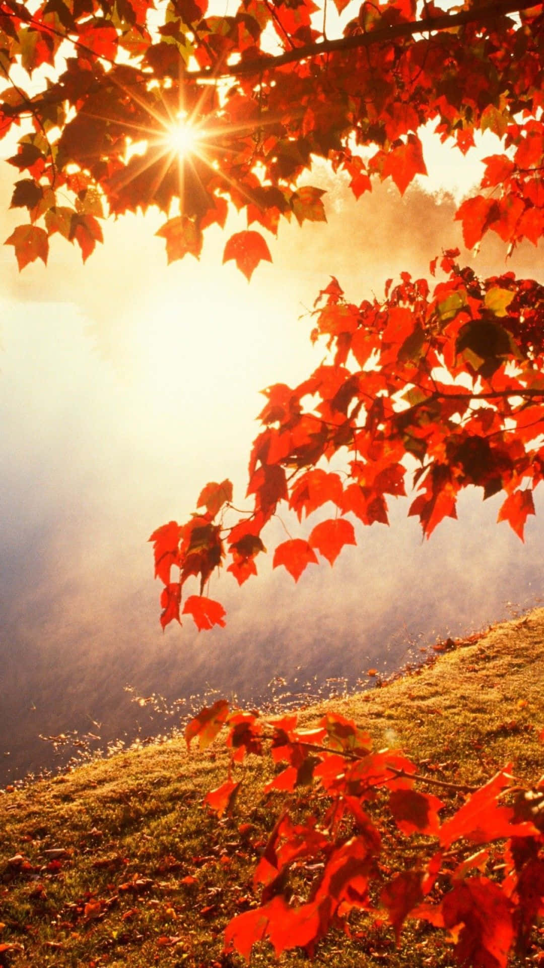 A Red Leaf On A Tree Background