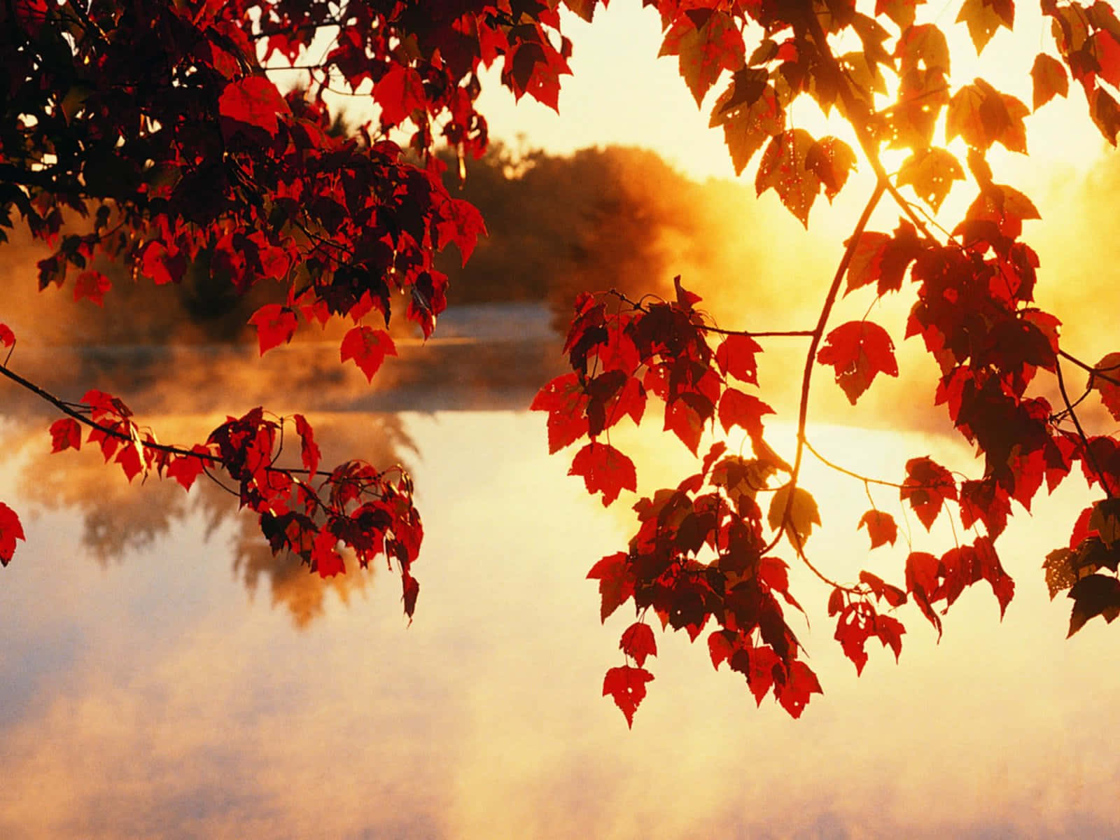 A Red Leaf On A Tree