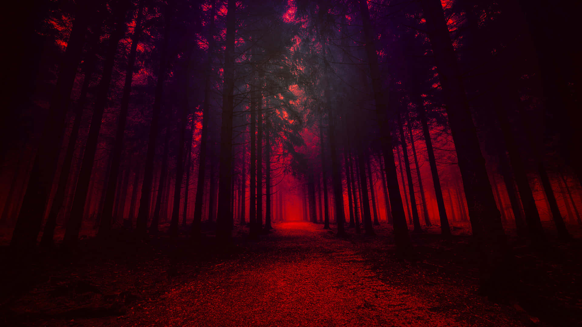 A Red Light Is Shining Through The Trees