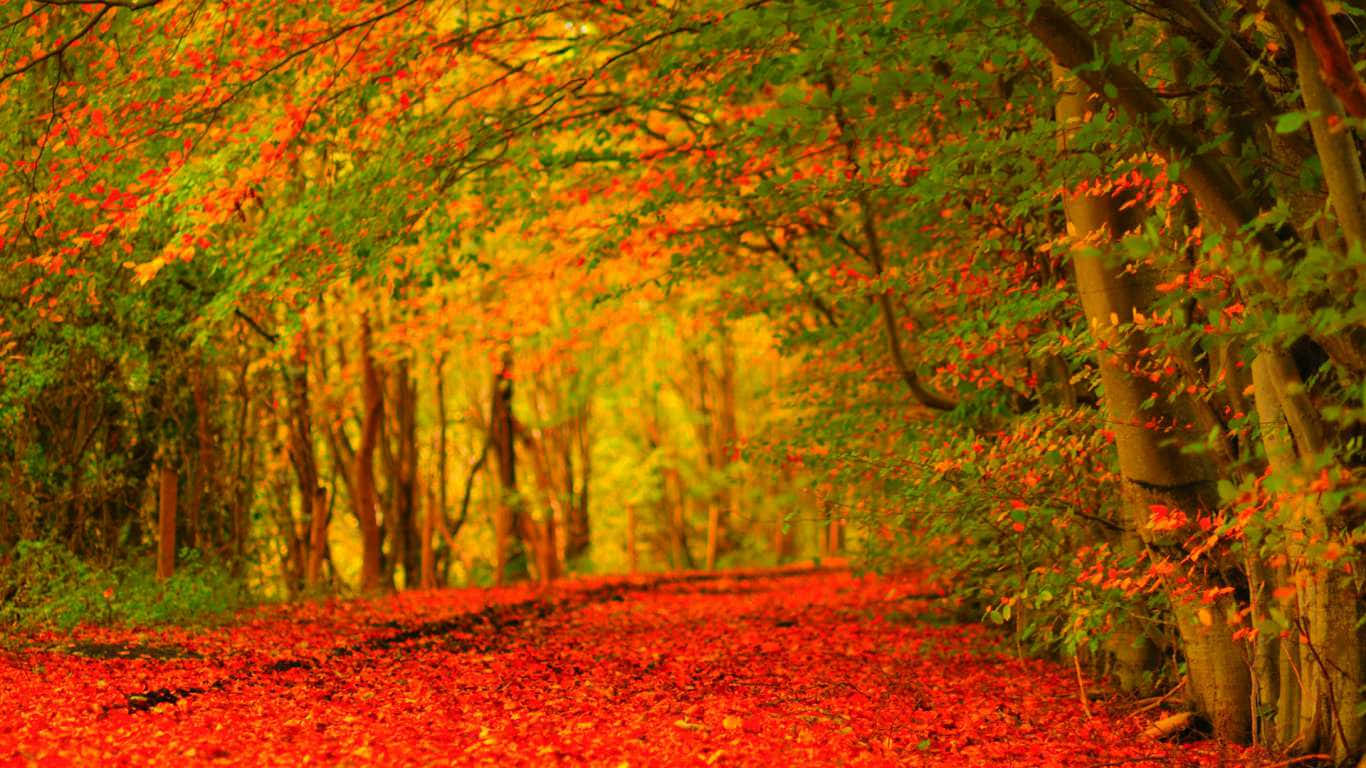 A Red Path In The Forest Background