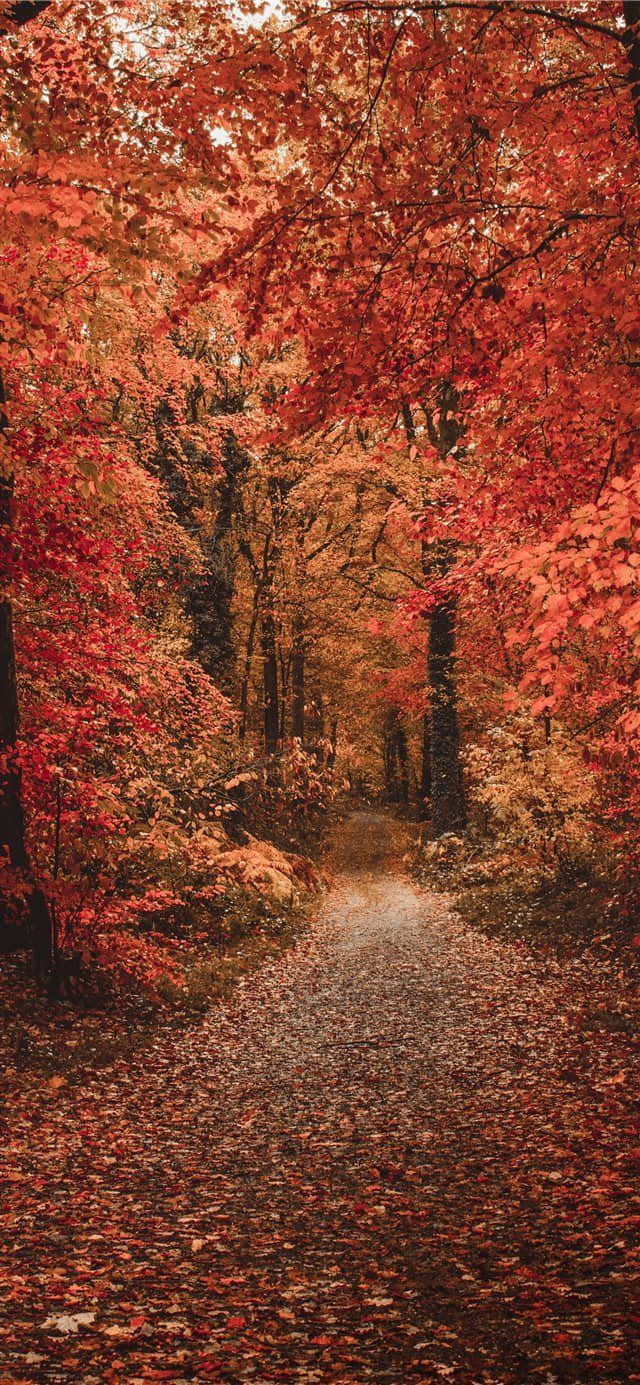 A Red Path In The Forest With Leaves Background