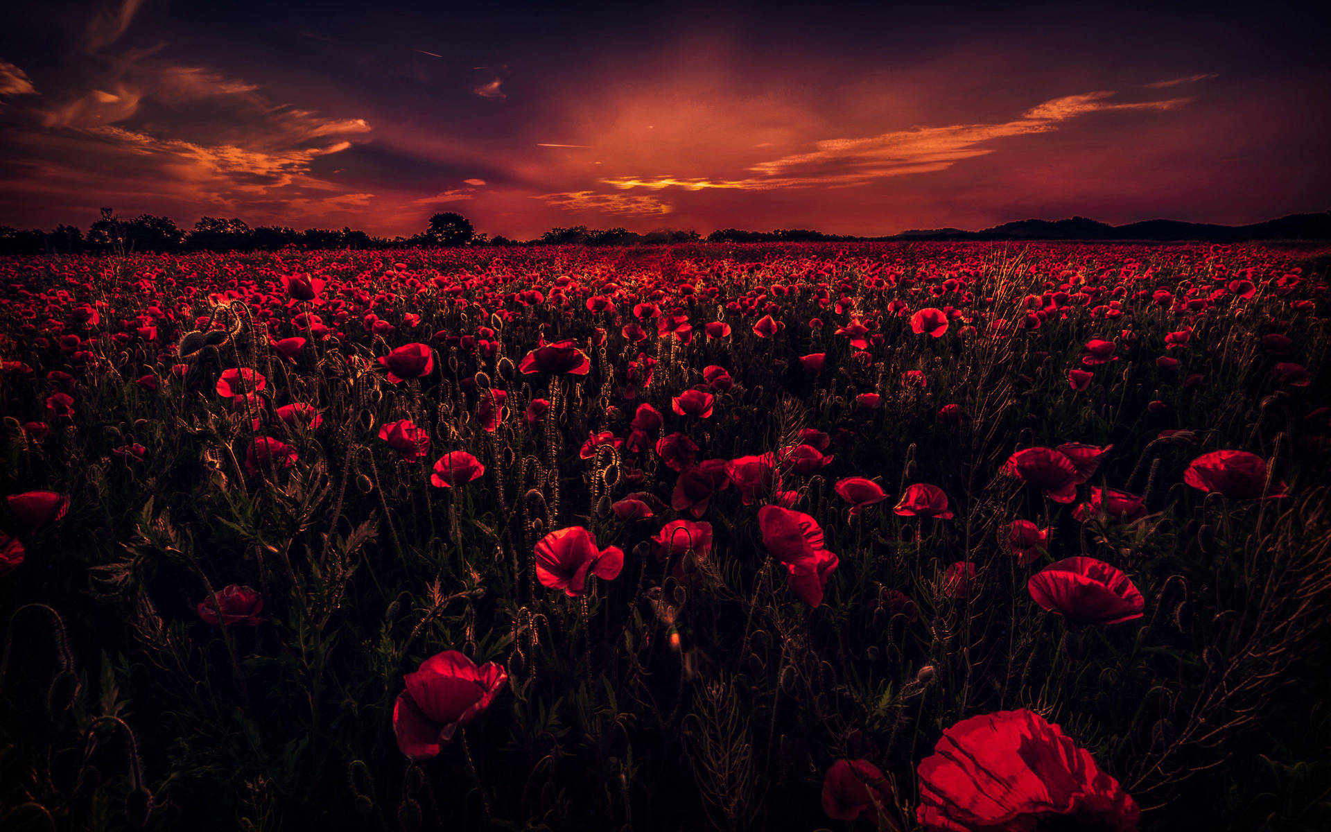 A Red Poppy Field In An Aesthetic Setting Background