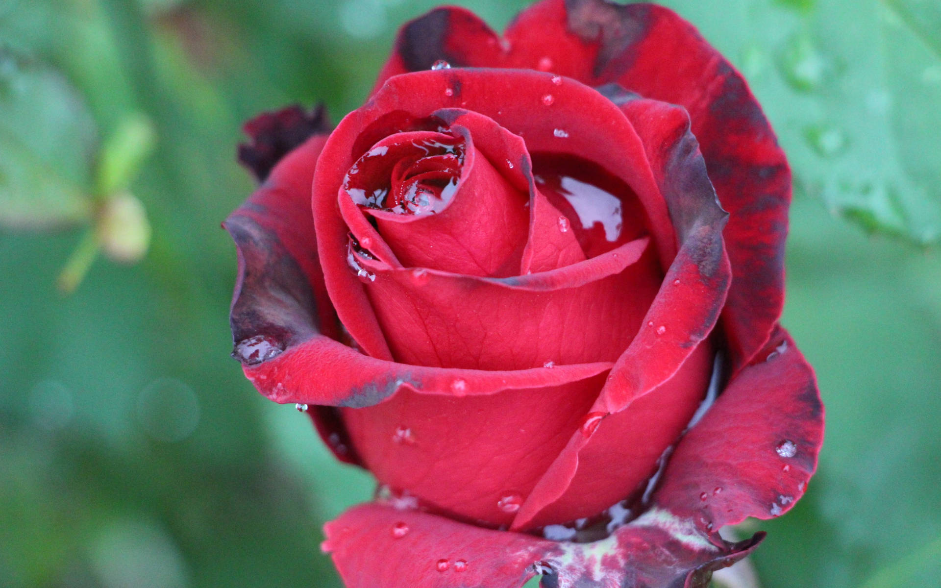 A Red Rose Exhibiting Elegance Even With Dried Patches Background