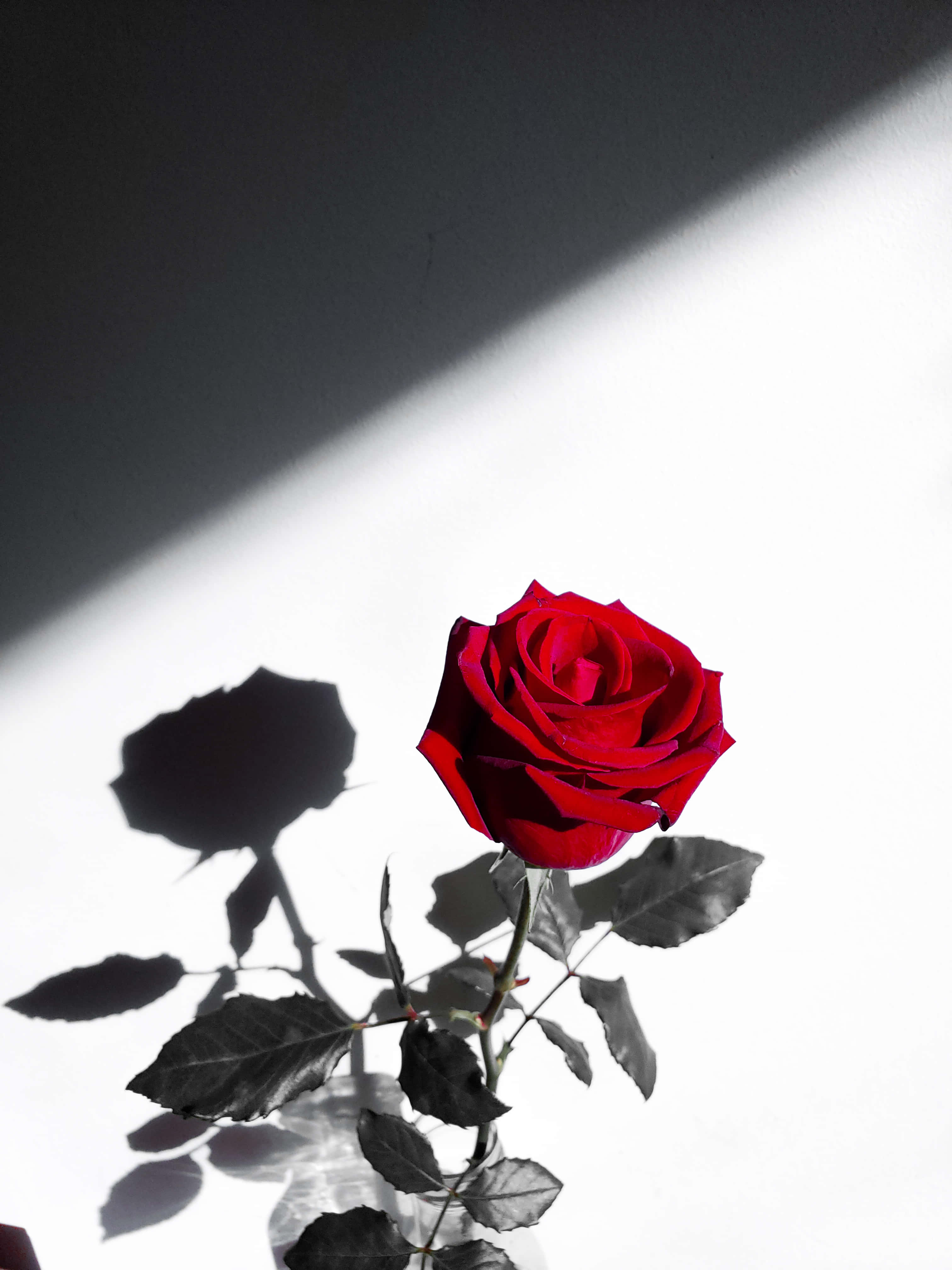 A Red Rose In A Vase Background