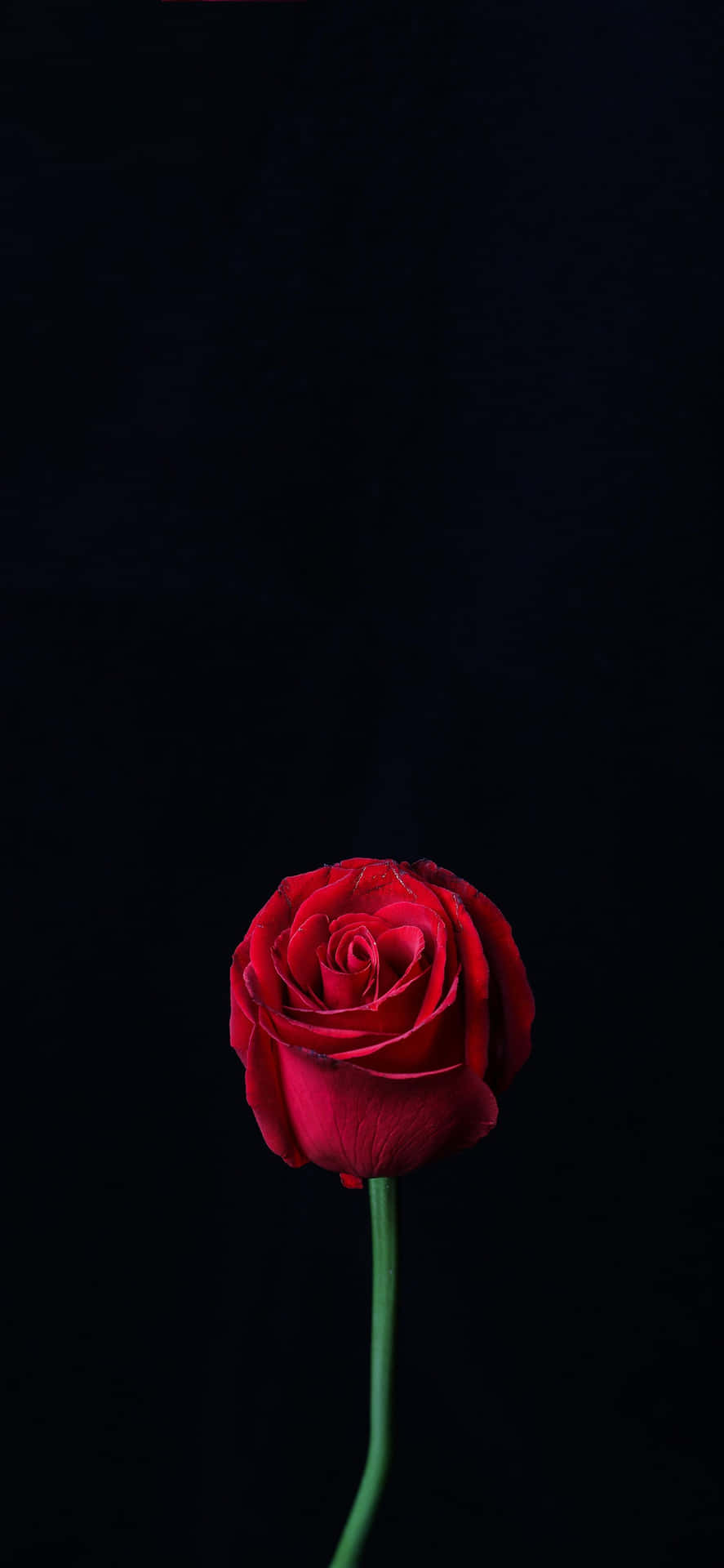 A Red Rose In A Vase Background