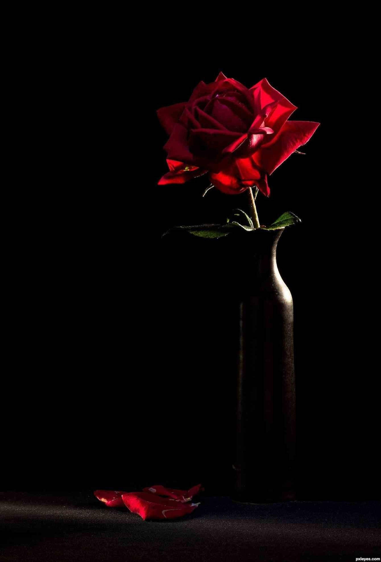 A Red Rose In A Vase On A Black Background