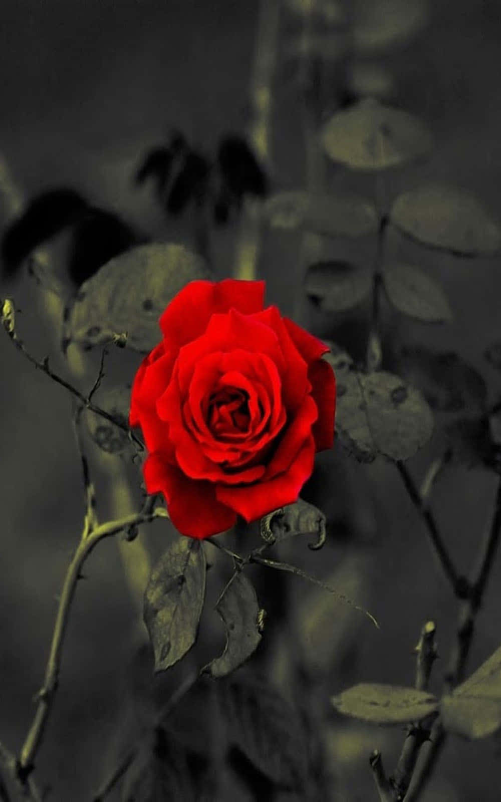 A Red Rose In Black And White Background