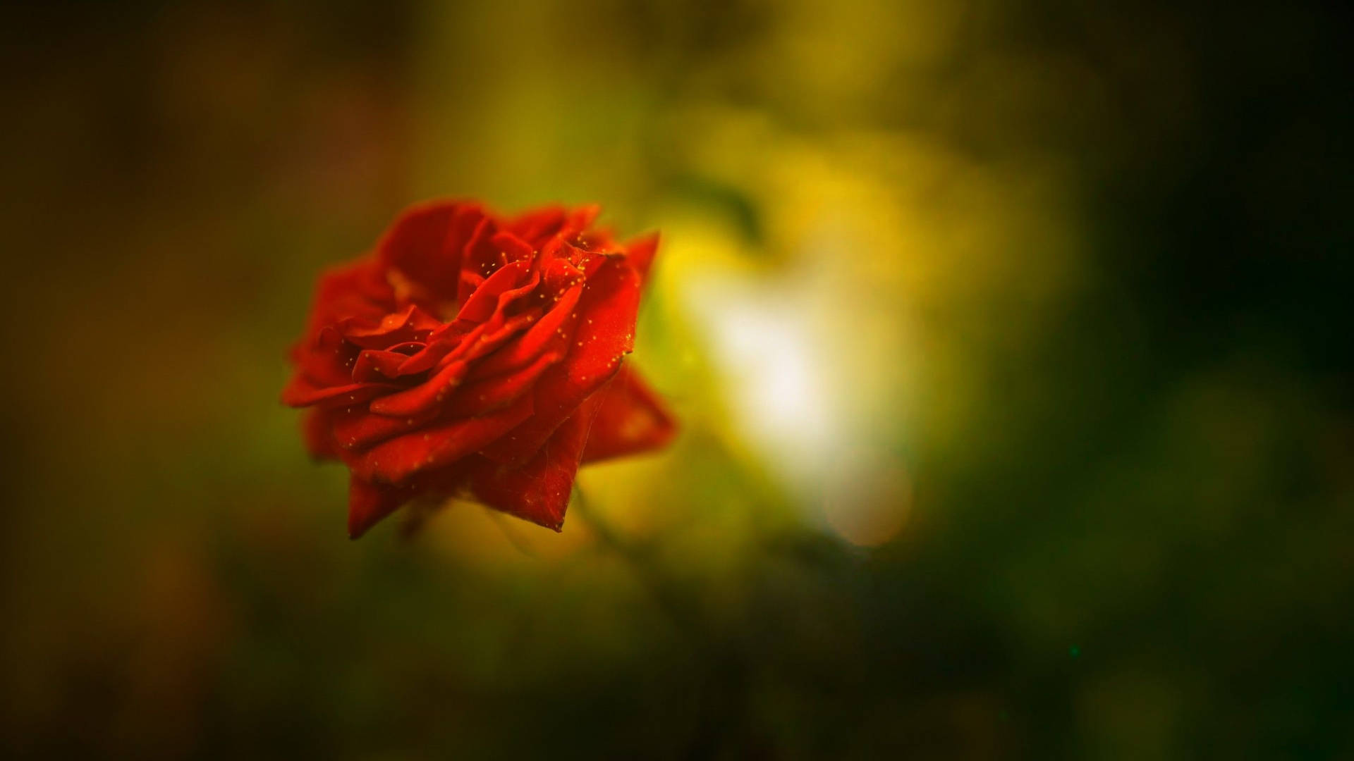 A Red Rose In The Background With Blurred Background Background