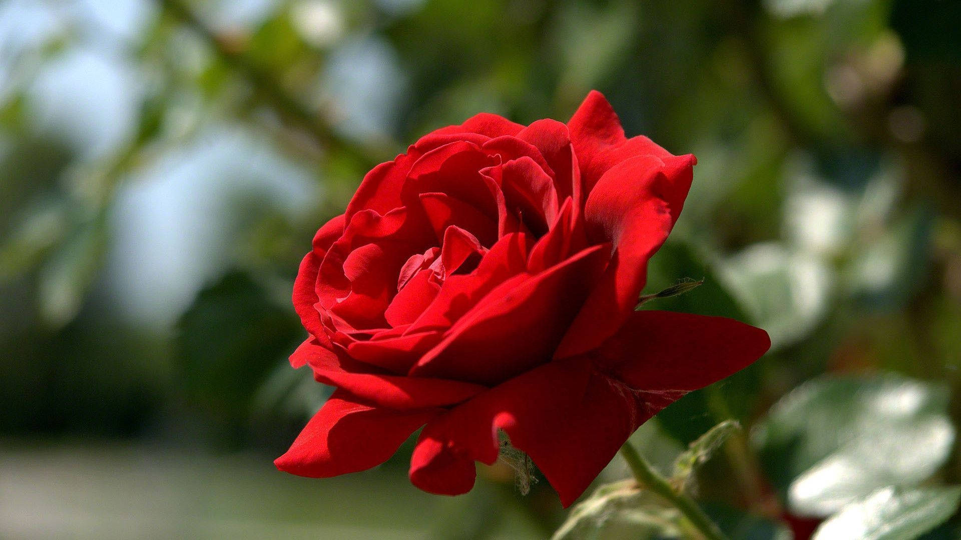 A Red Rose Is Growing In A Green Field Background
