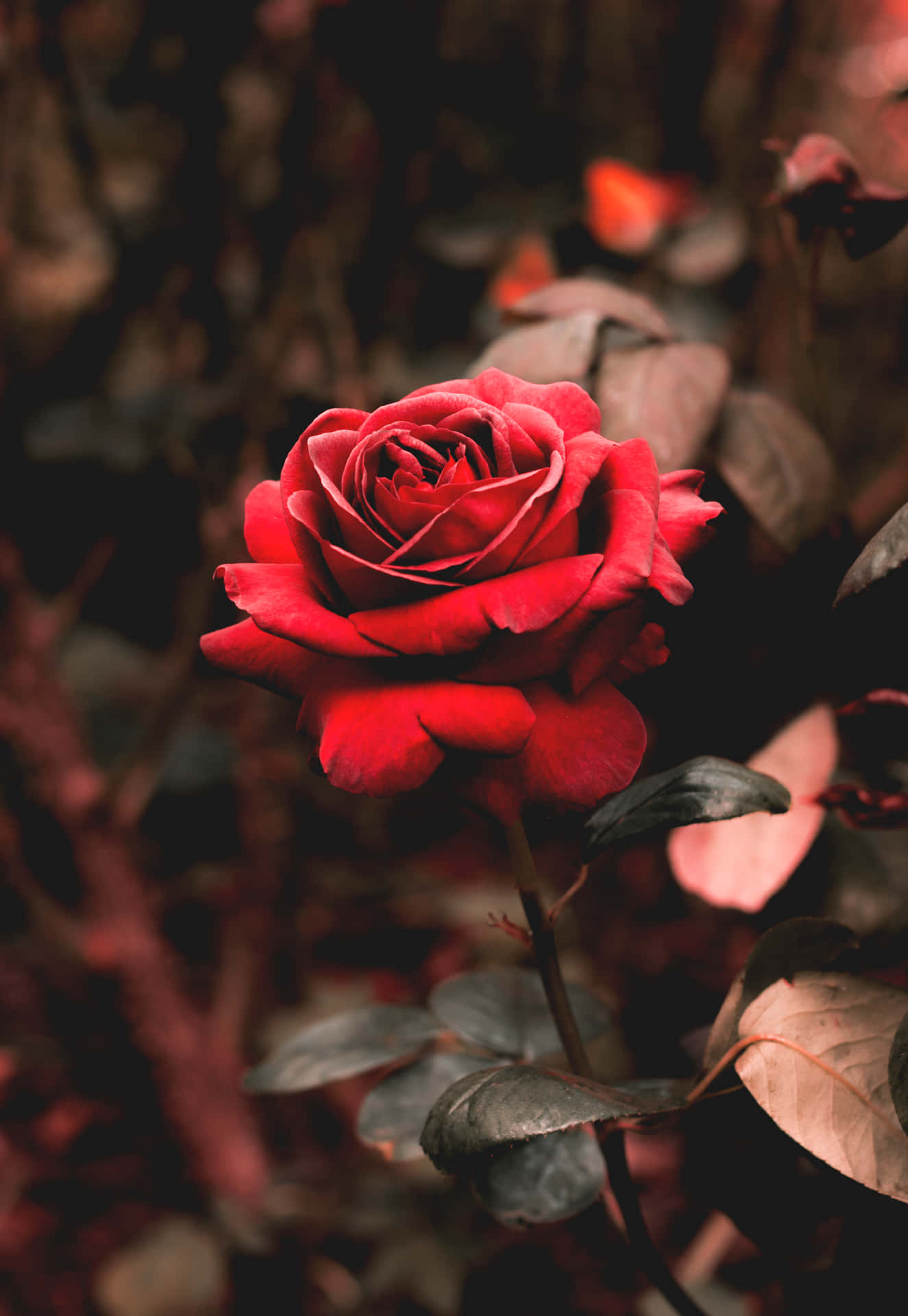 A Red Rose Is In The Middle Of A Forest Background