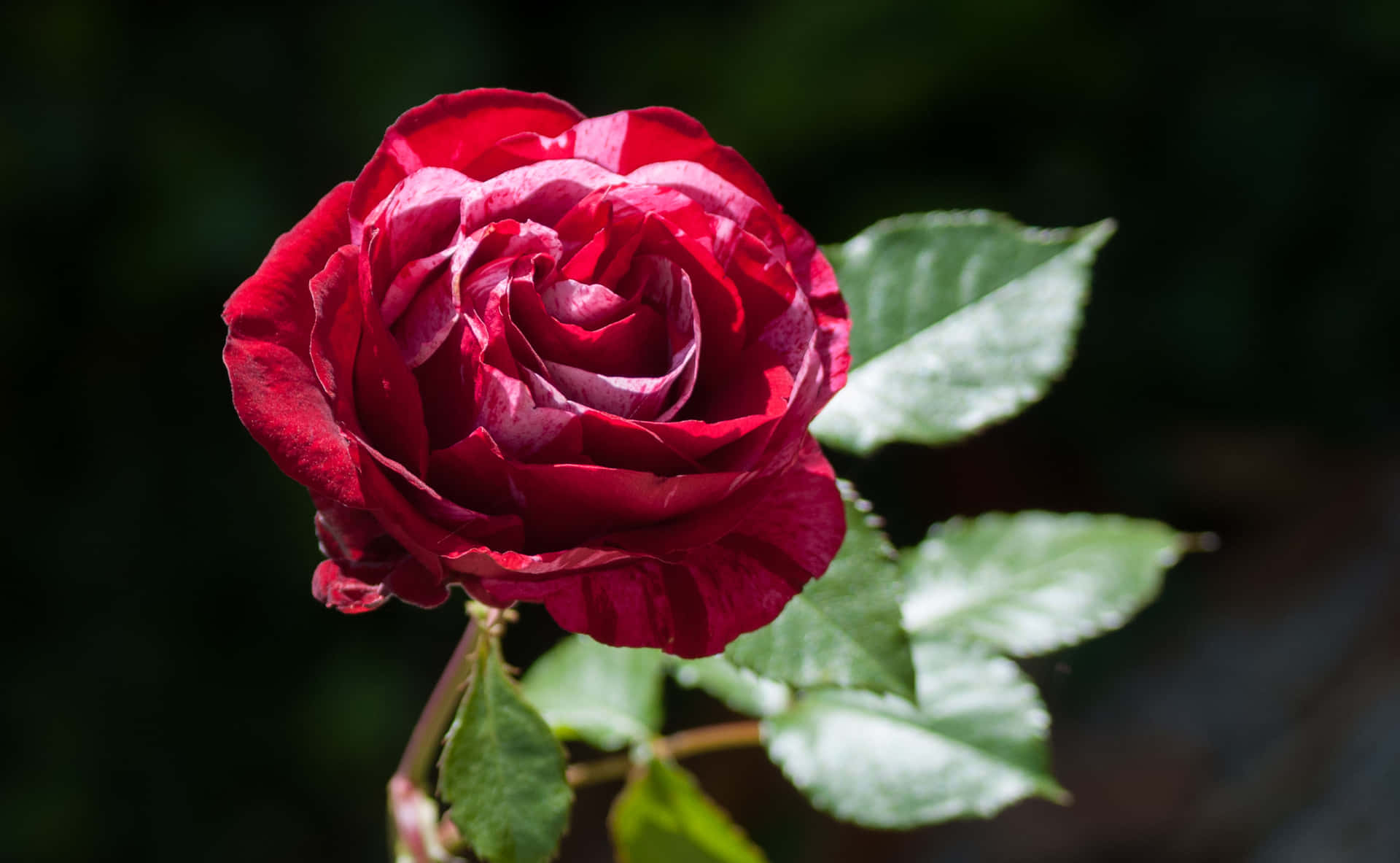 A Red Rose Is Shown In The Background Background
