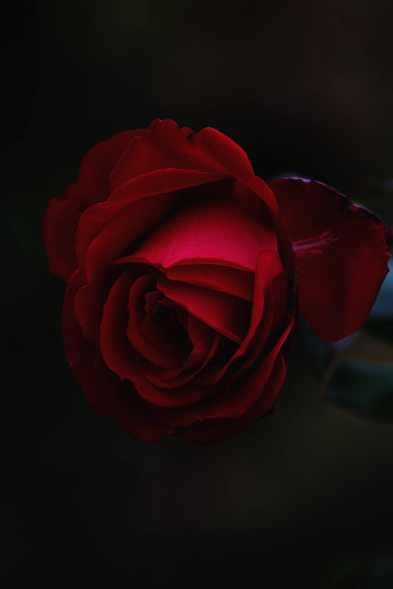 A Red Rose Is Shown In The Dark Background