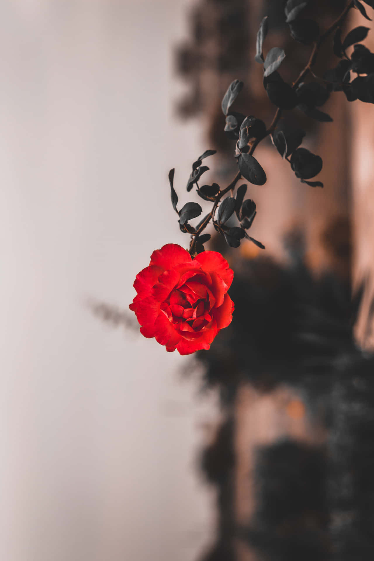 A Red Rose Is Sitting On A Branch Background