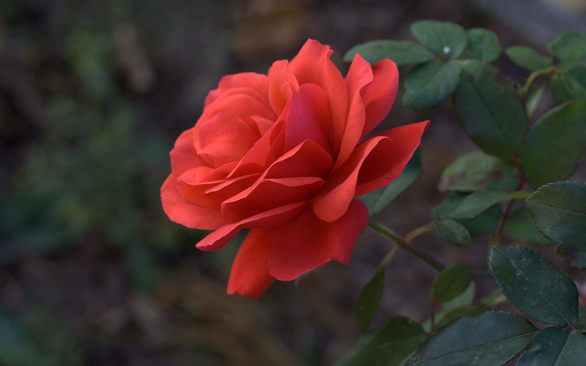 A Red Rose Background