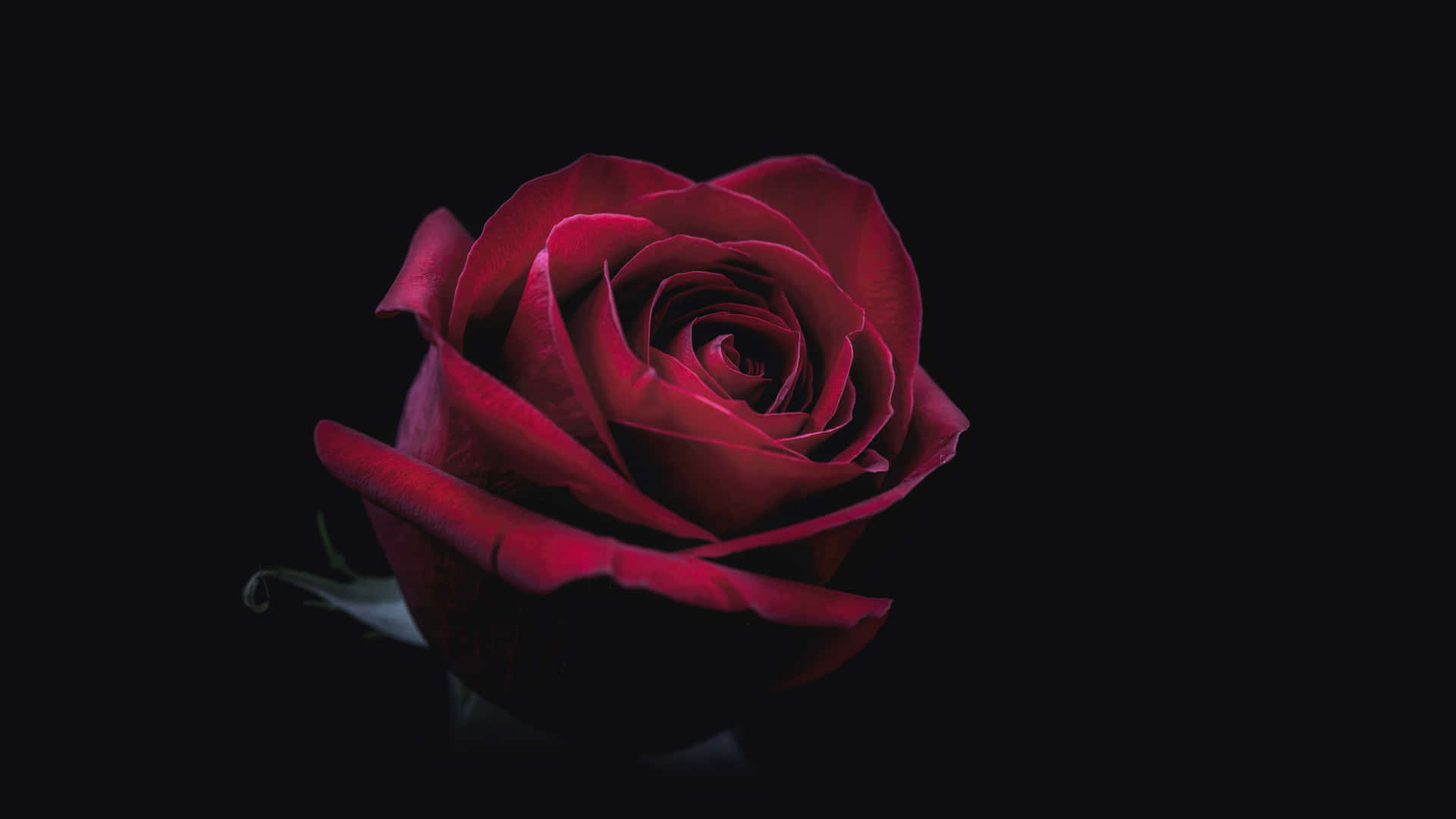 A Red Rose On A Black Background
