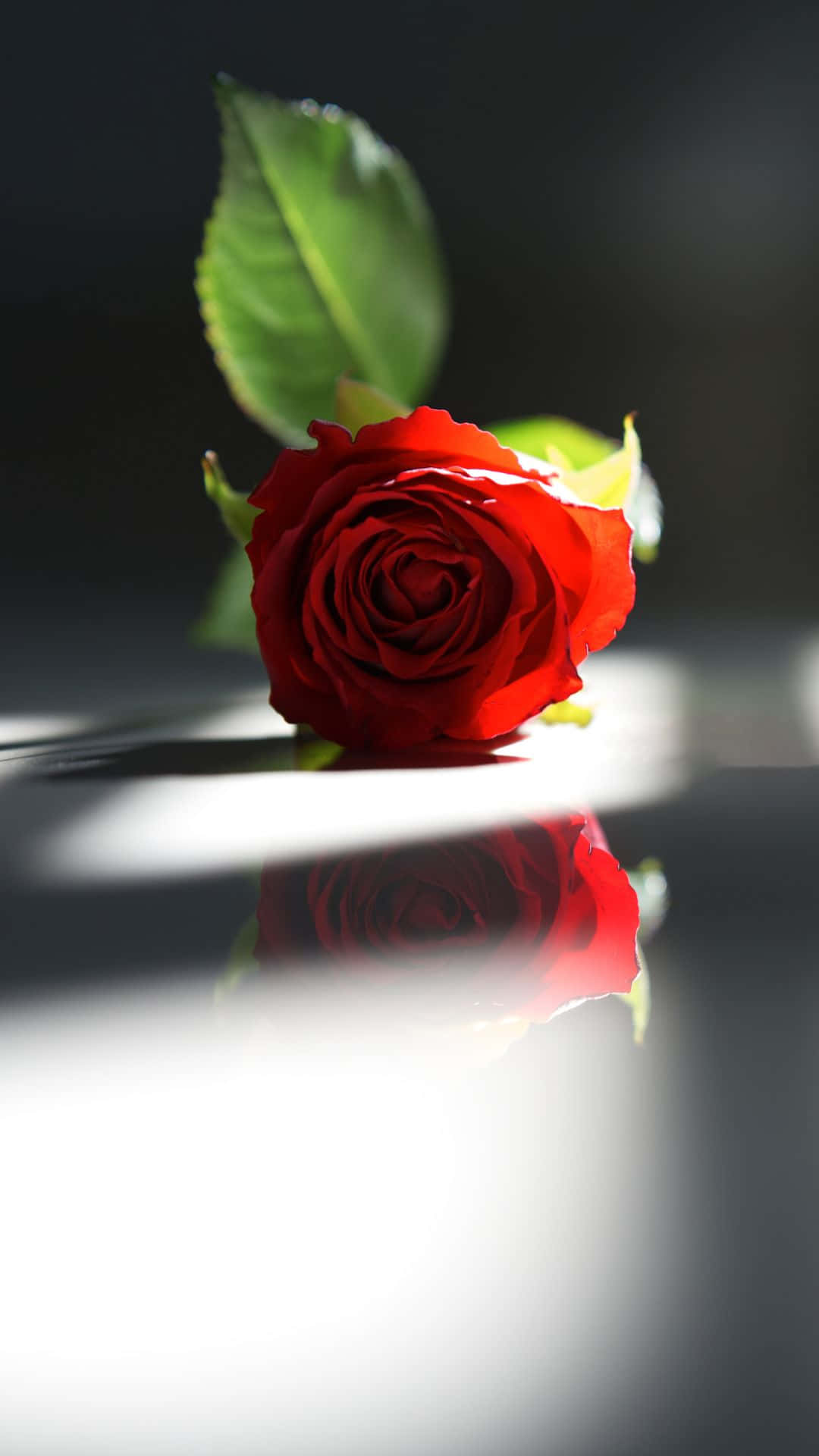 A Red Rose On A White Surface