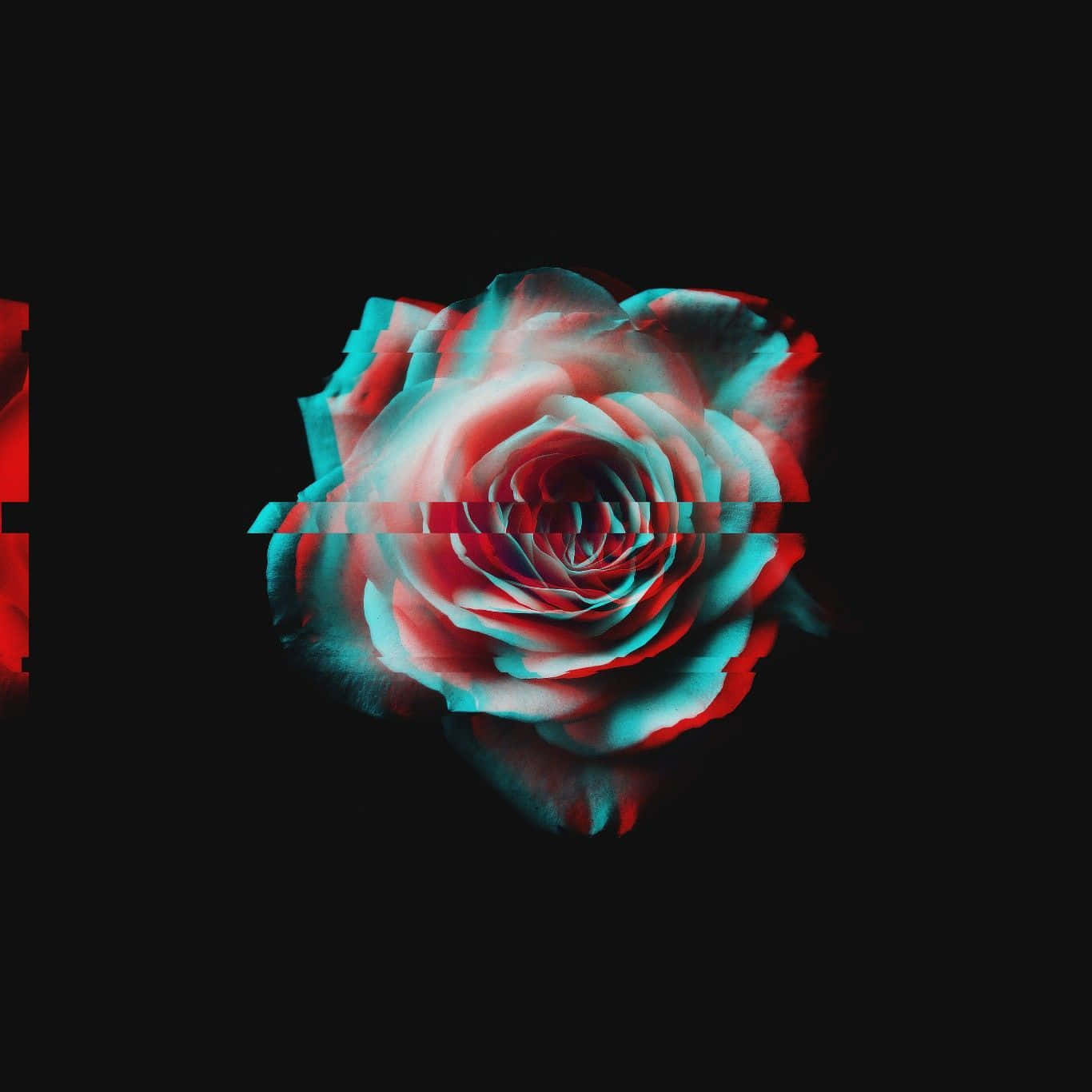 A Red Rose With A Black Background Background