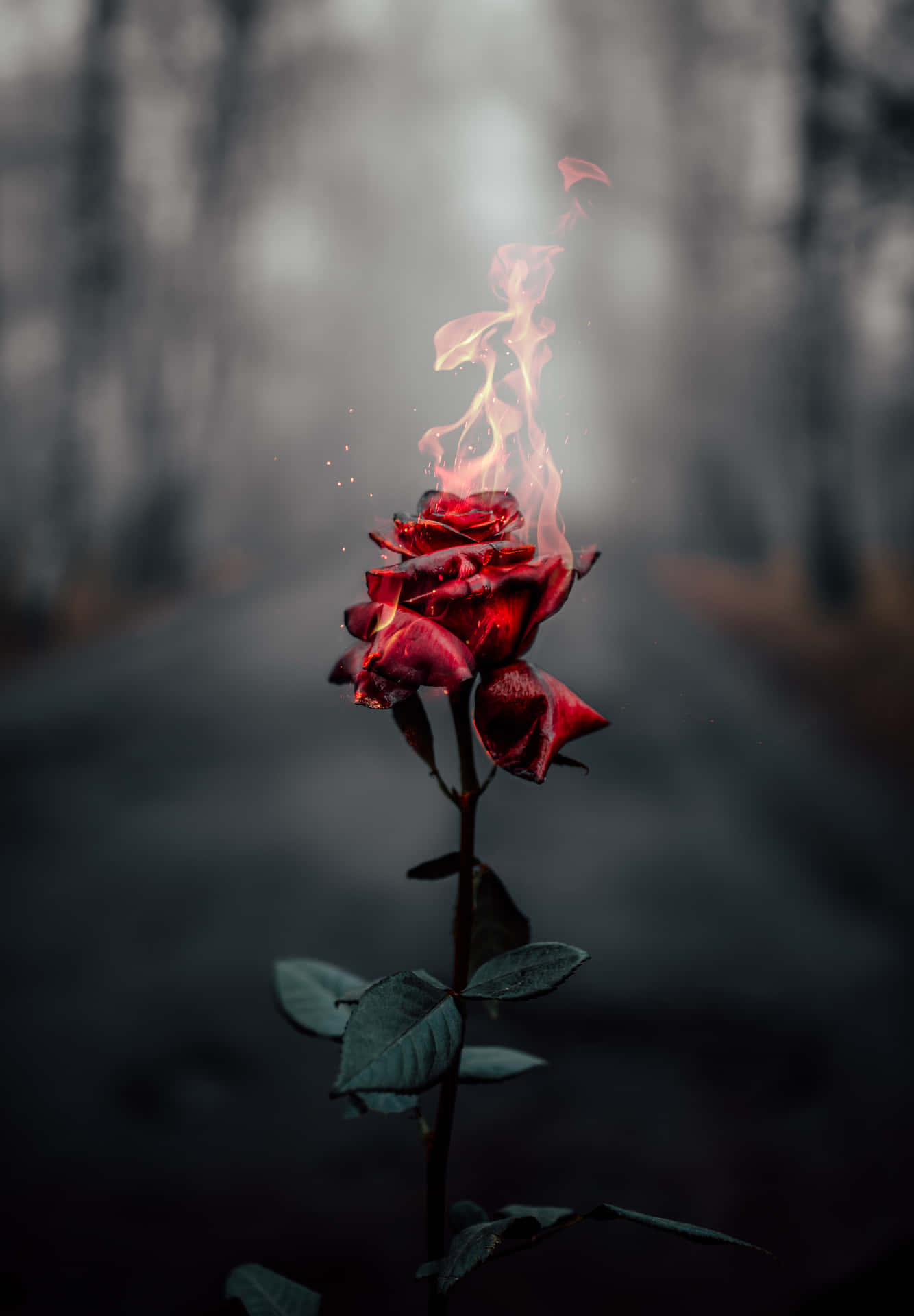 A Red Rose With Fire On It In The Middle Of A Road Background