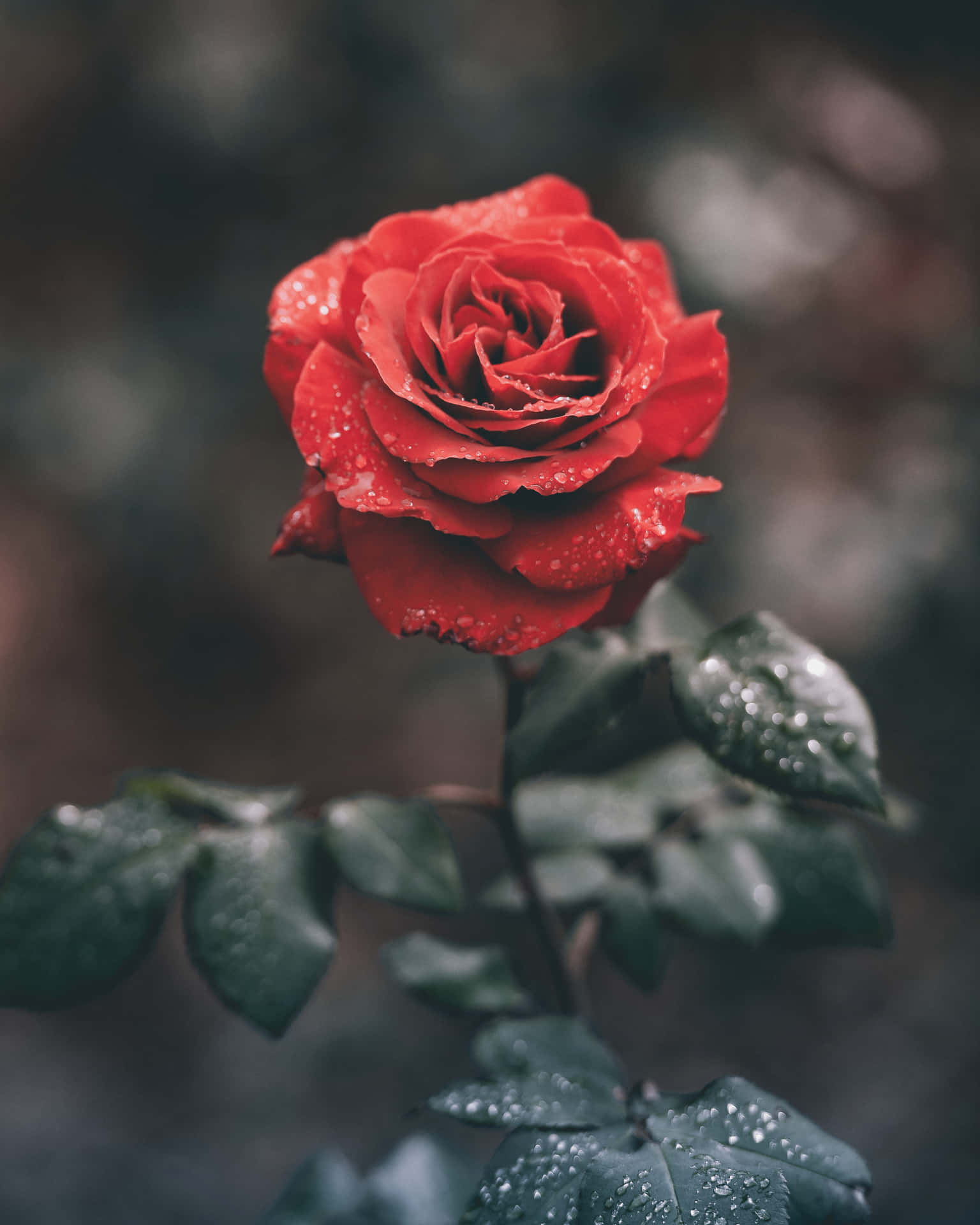 A Red Rose With Water Droplets On It Background