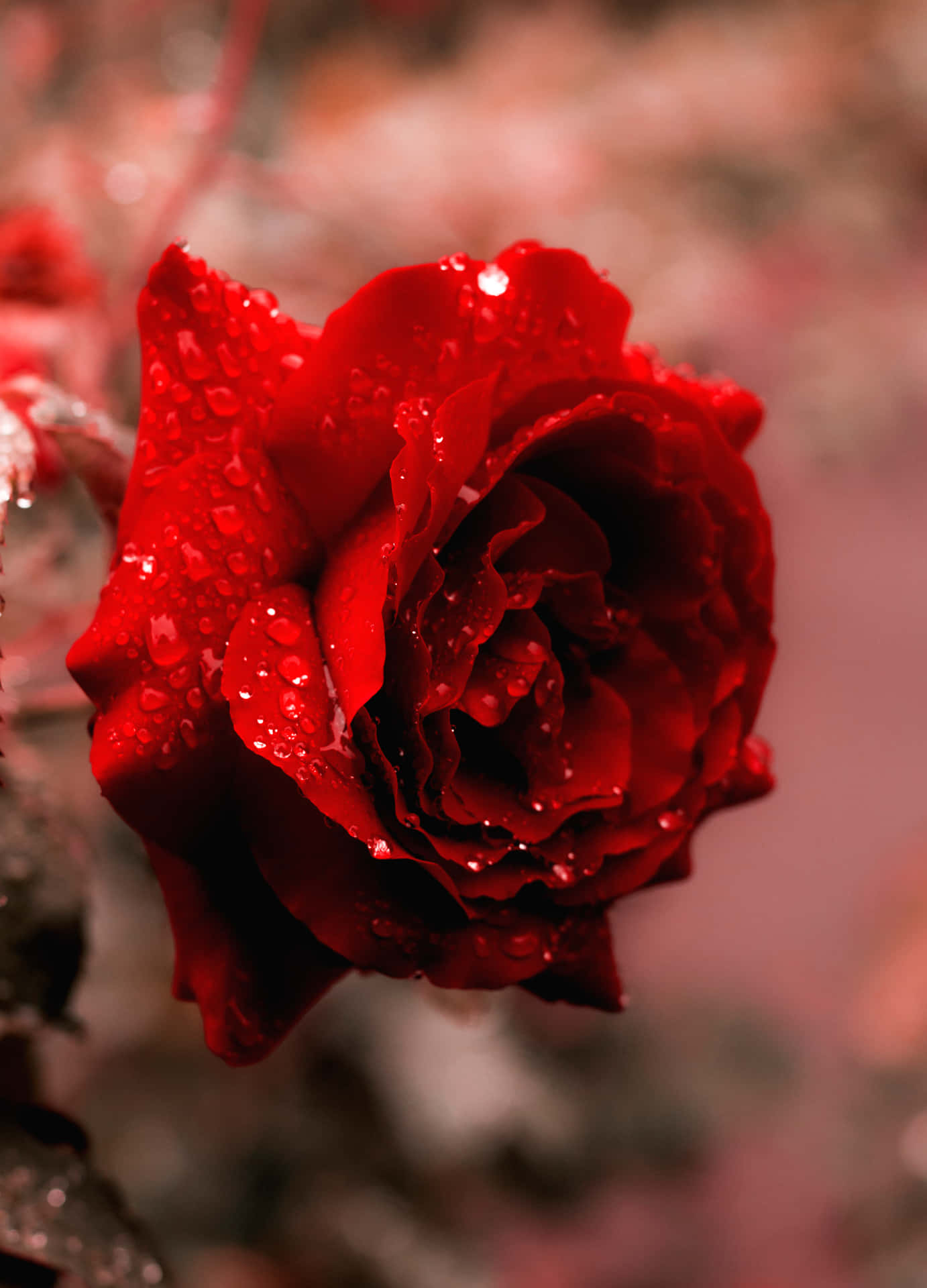 A Red Rose With Water Droplets On It Background