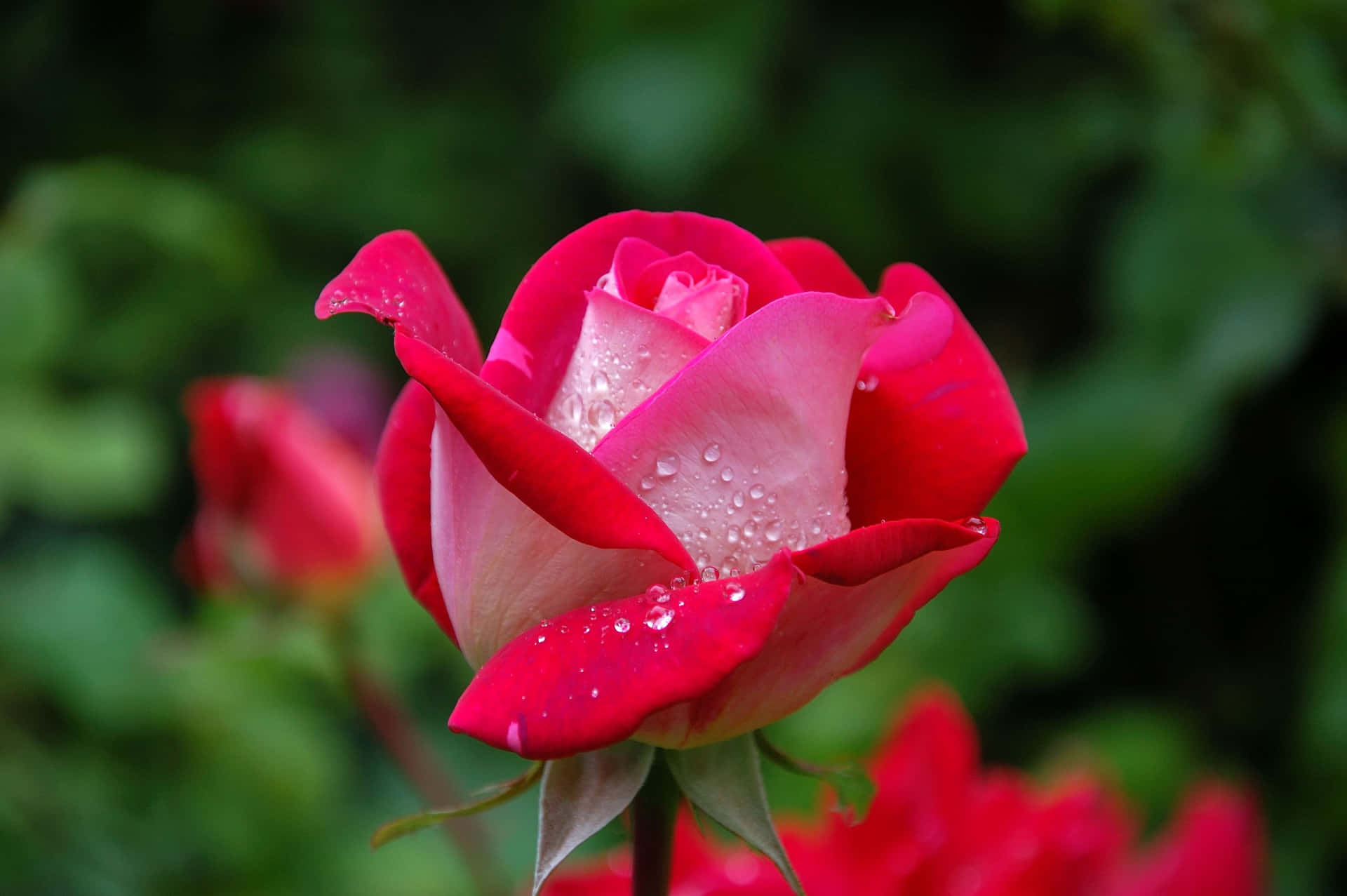 A Red Rose With Water Droplets On It Background