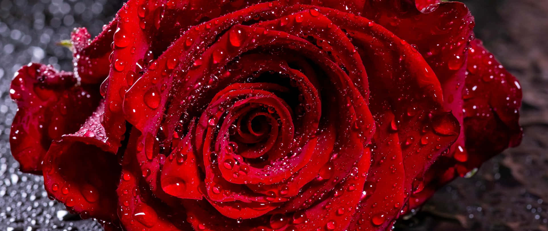 A Red Rose With Water Droplets On It Background