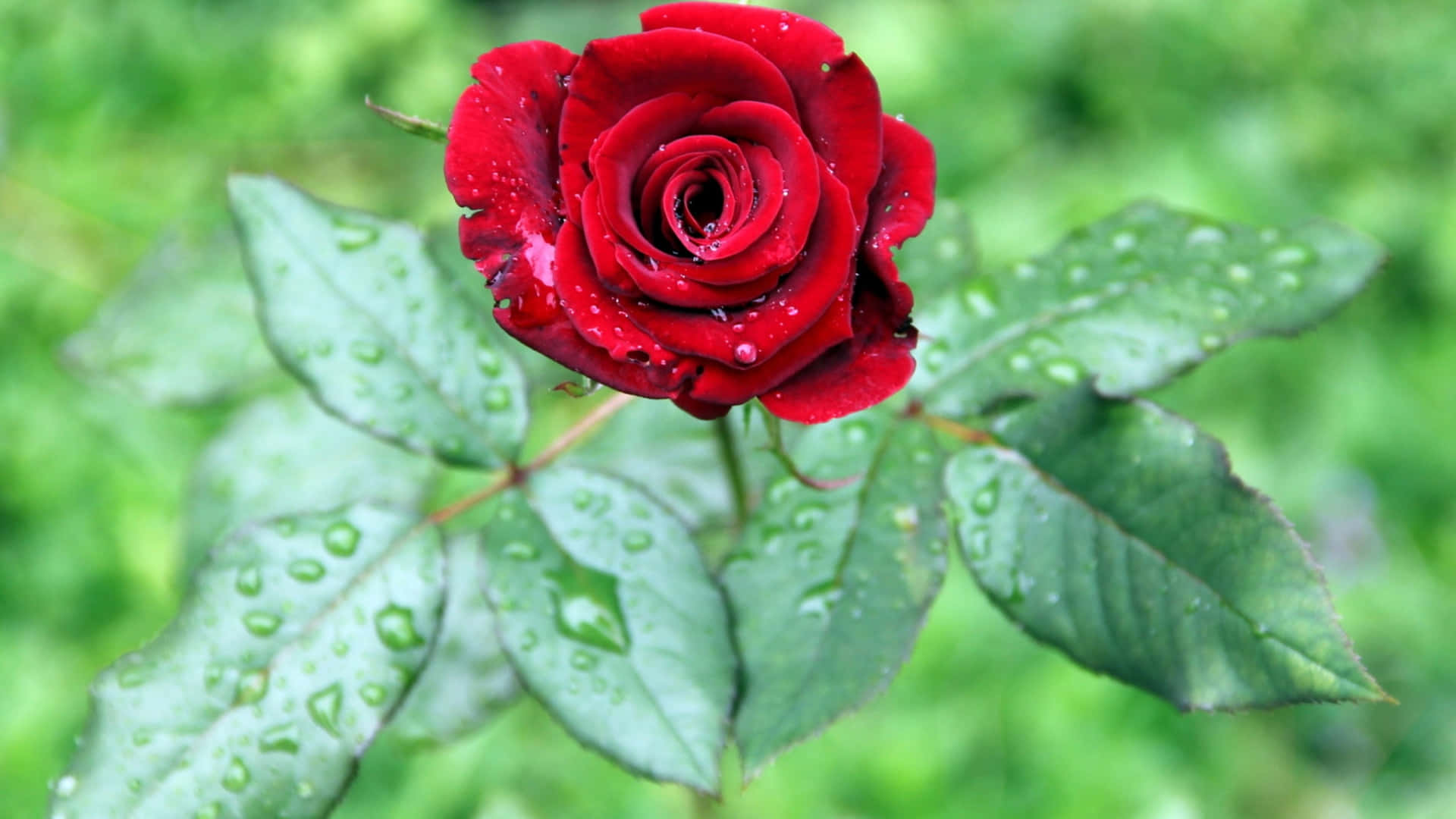 A Red Rose With Water Droplets On It Background