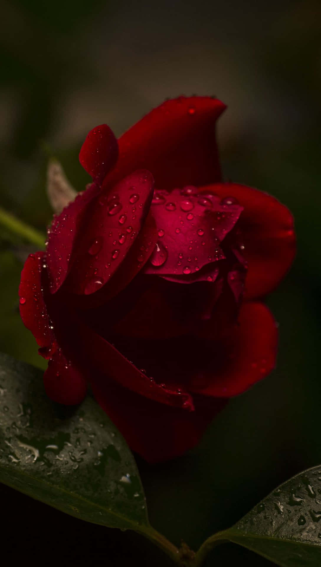 A Red Rose With Water Droplets On It