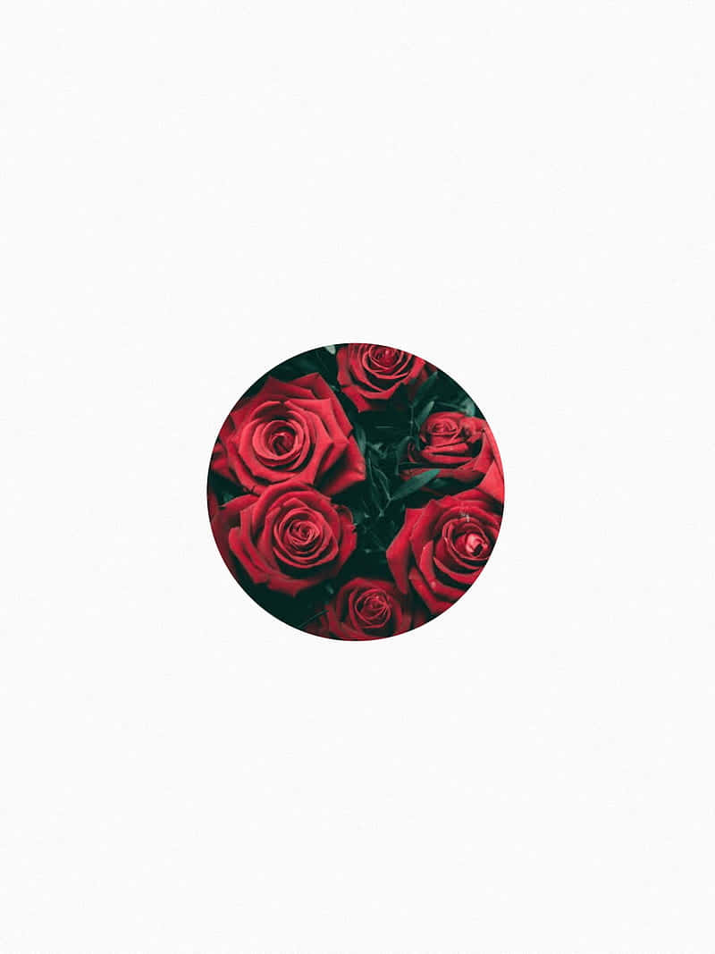 A Red Roses Button Background