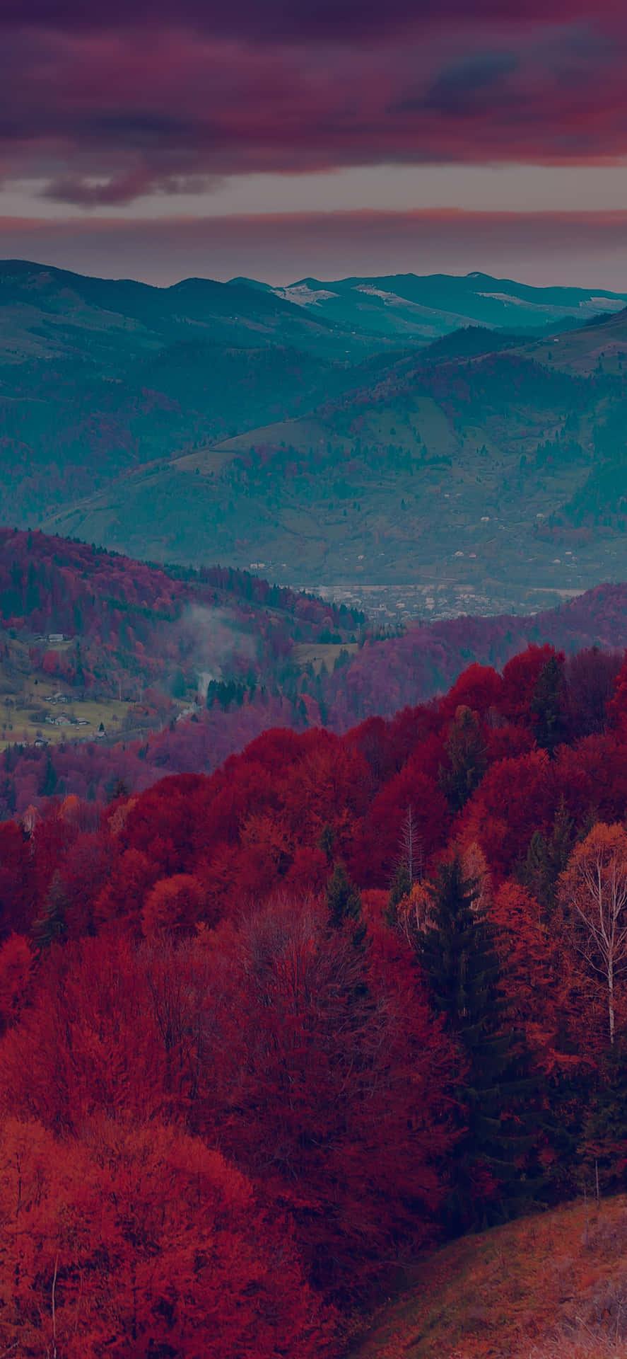 A Red Tree Against Clear Sky Background
