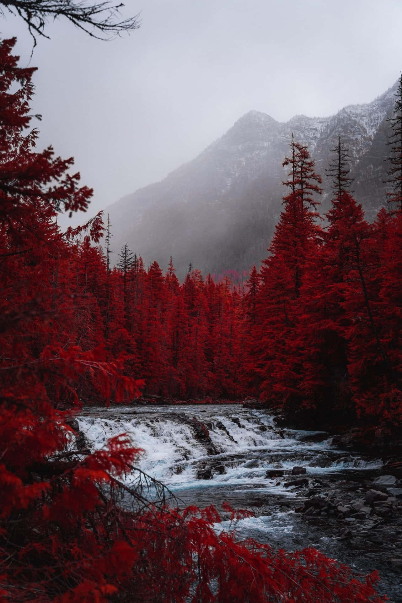 A Red Tree Reflecting Peaceful Resilience Against Harsh Environments Background