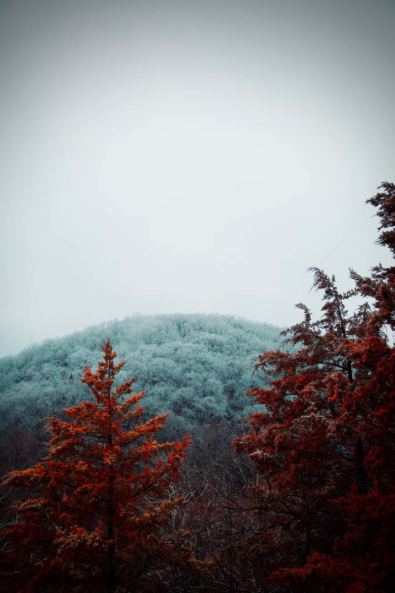 “a Red Tree Stands Majestically Against A Cloudy Sky” Background