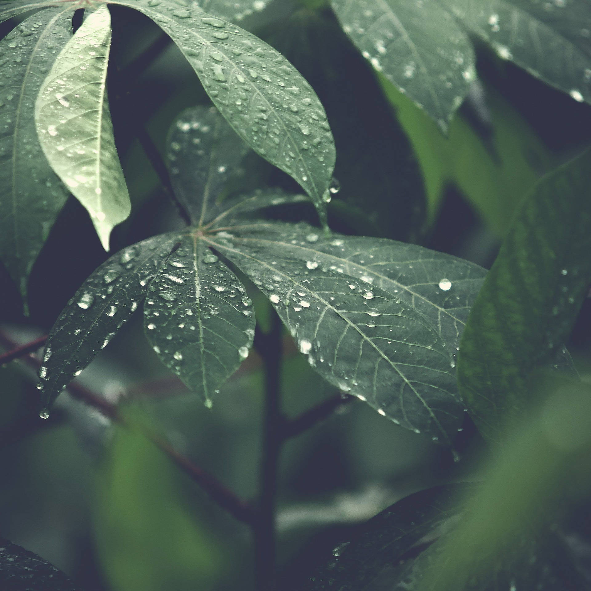 A Refreshing Rain On Giant Leaves Background