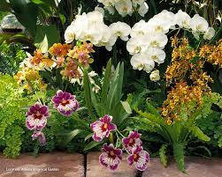 A Resplendent Symphony Of Orchid Flowers