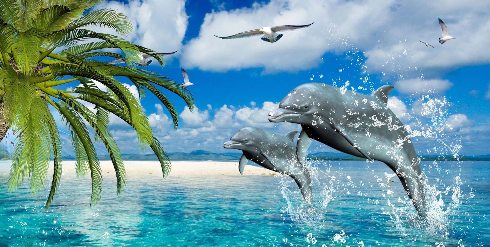 A Resting Cool Dolphin Background