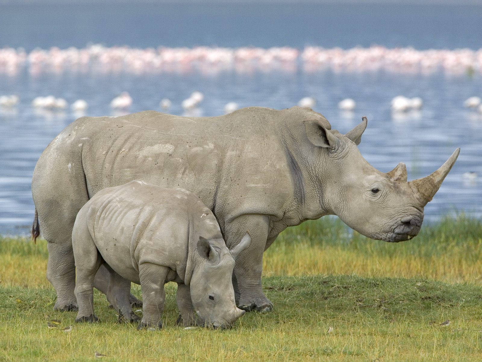 A Rhino With A Little Baby In The Savannah Background