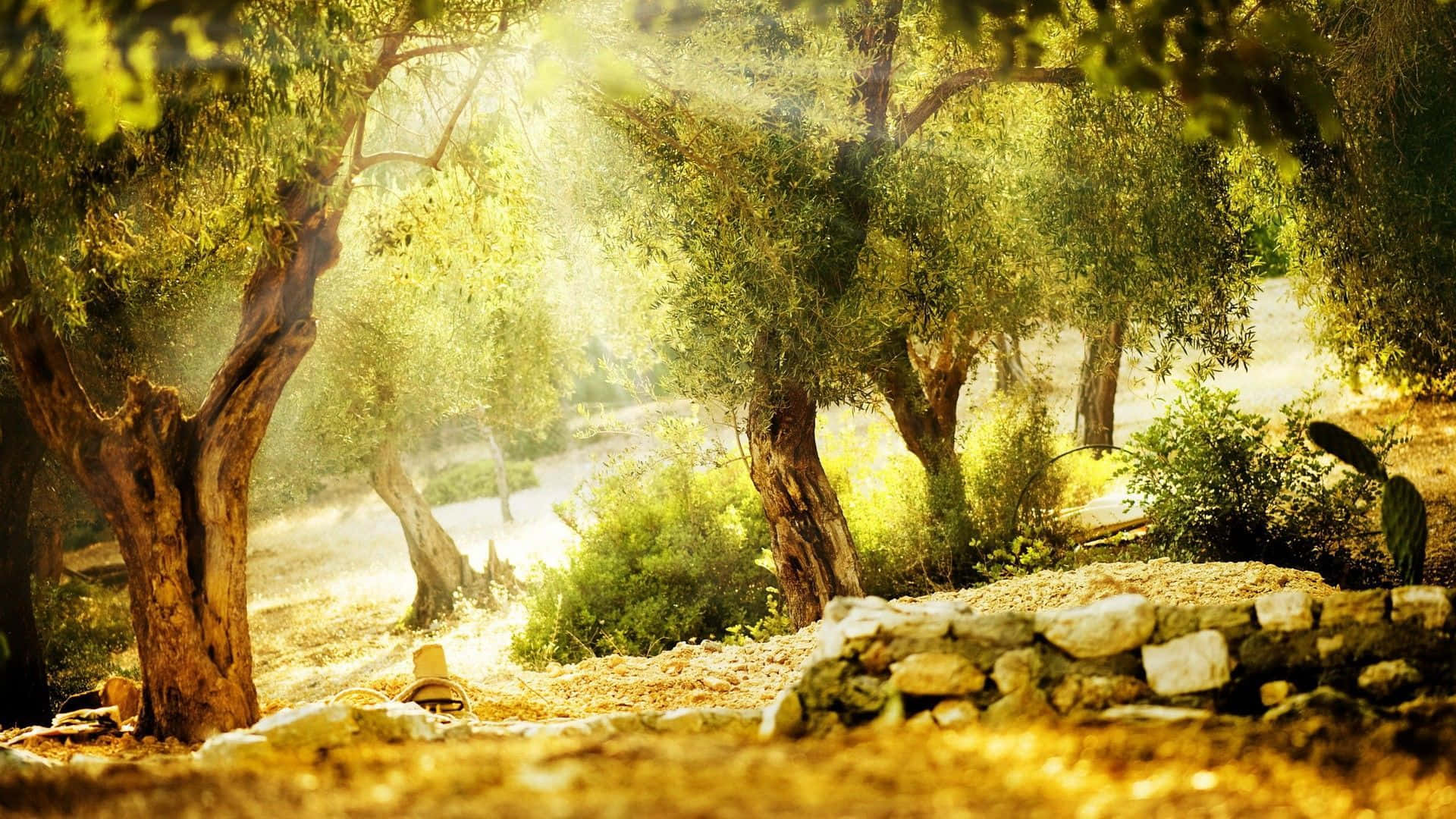 A Rich History Of Olive Trees Background