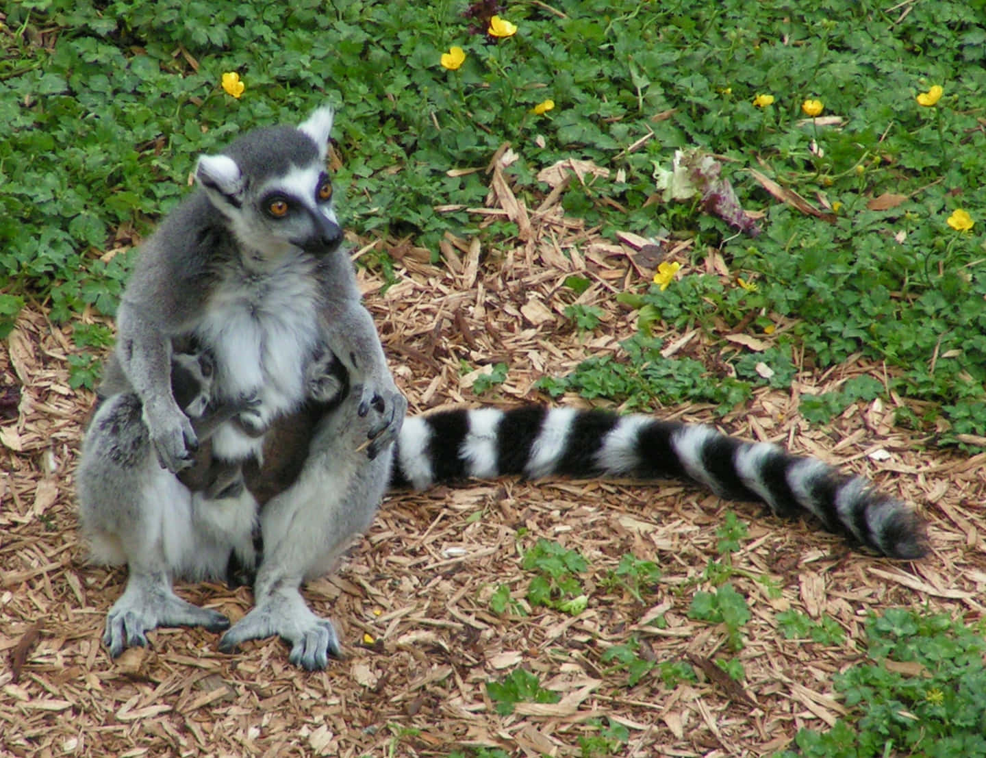 A Ring-tailed Lemur In Its Natural Habitat Background