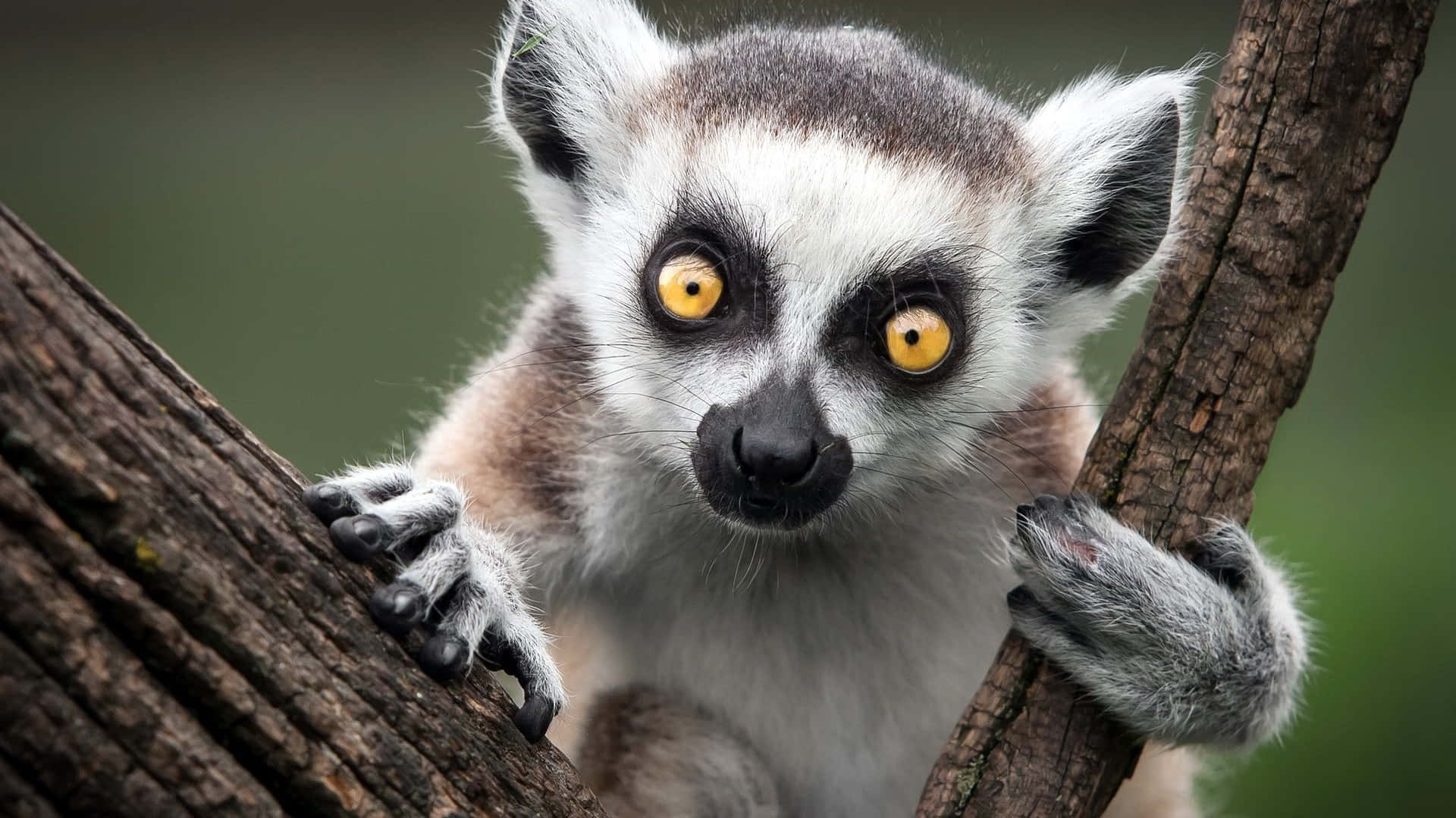 A Ring-tailed Lemur Perched On A Branch.