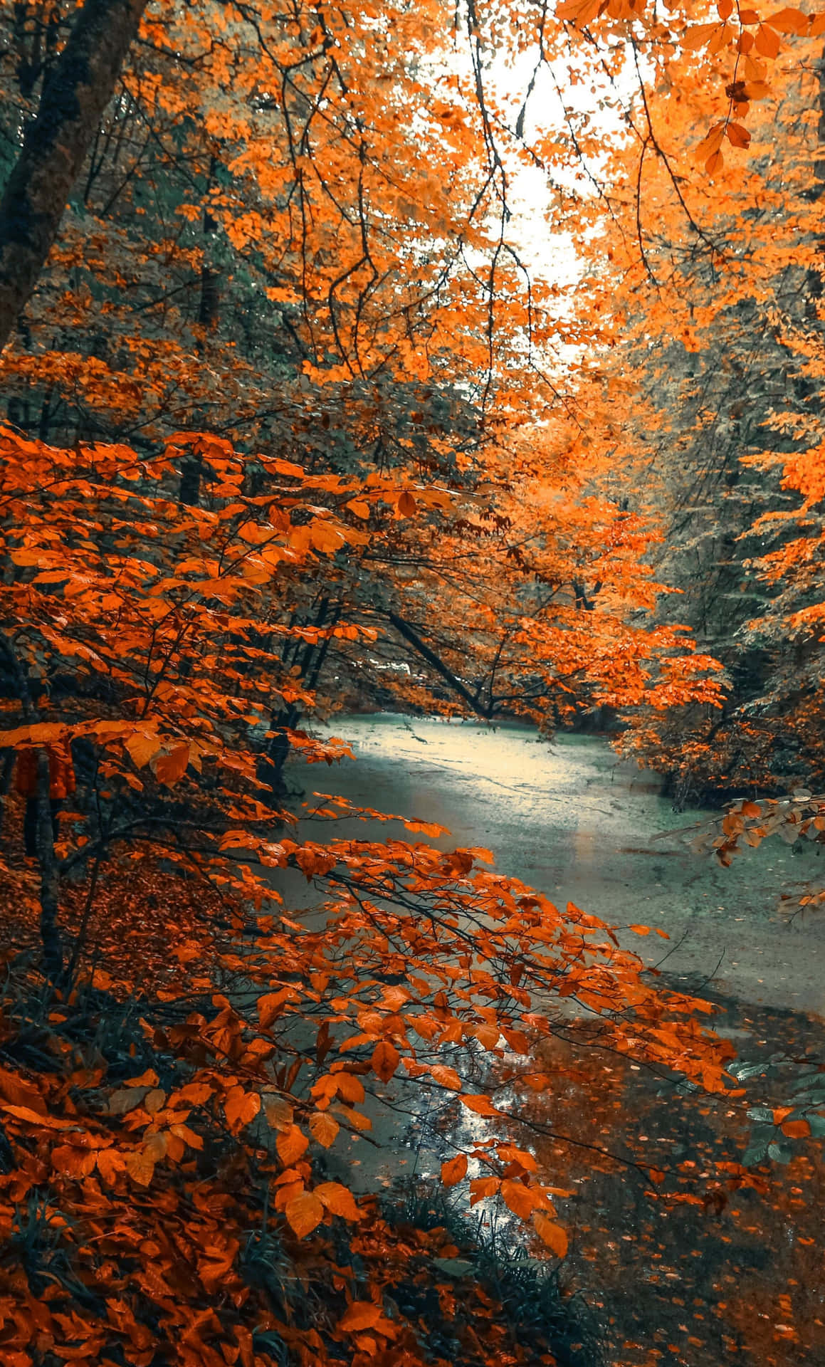 A River In The Forest