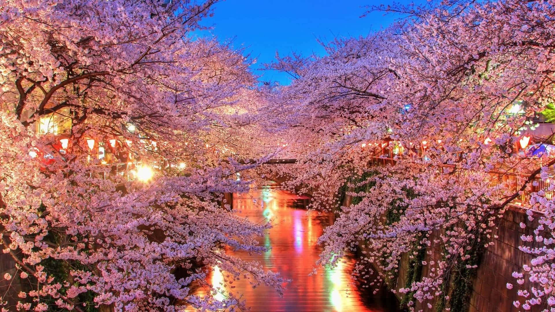 A River Lined With Cherry Blossoms At Night Background