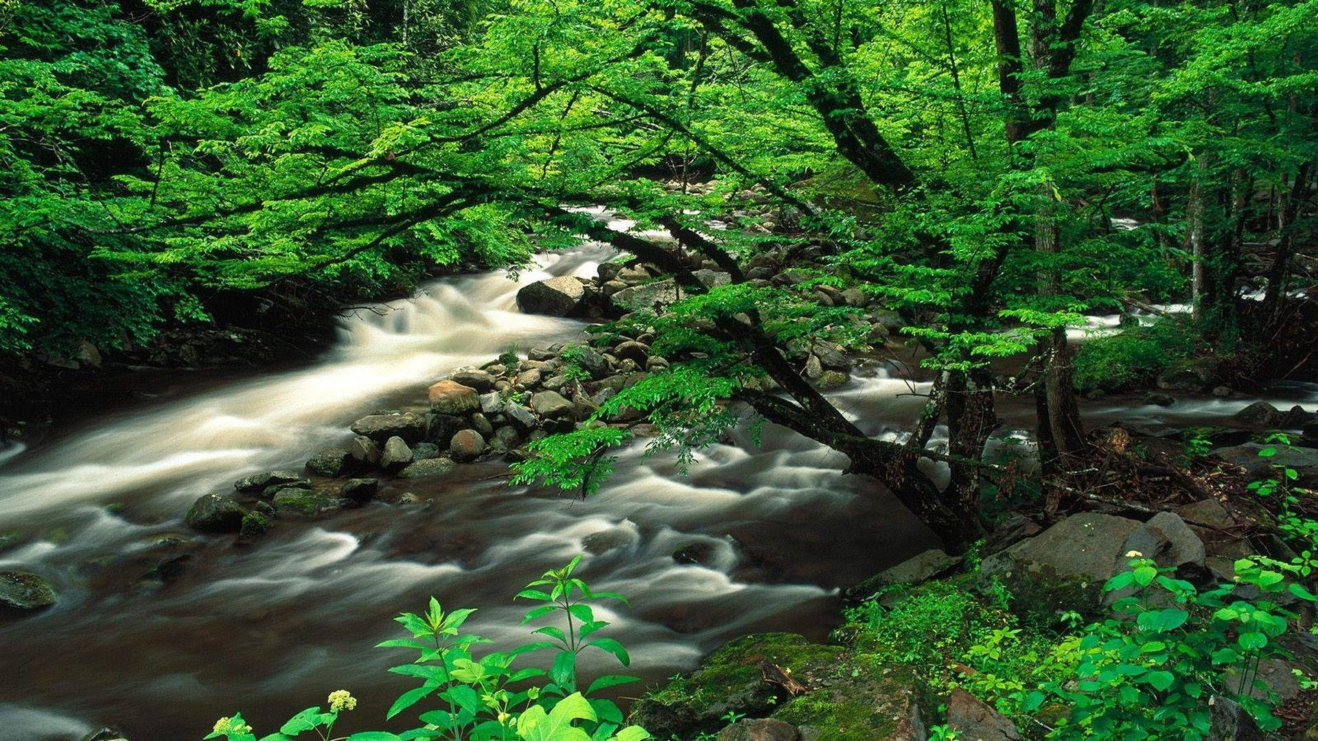 A River Running Through A Forest Background