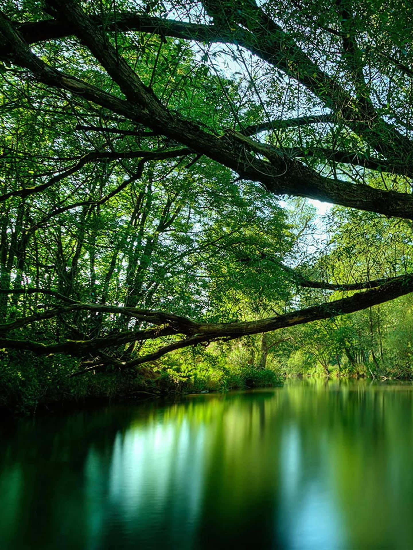 A River Surrounded By Trees And Greenery Background