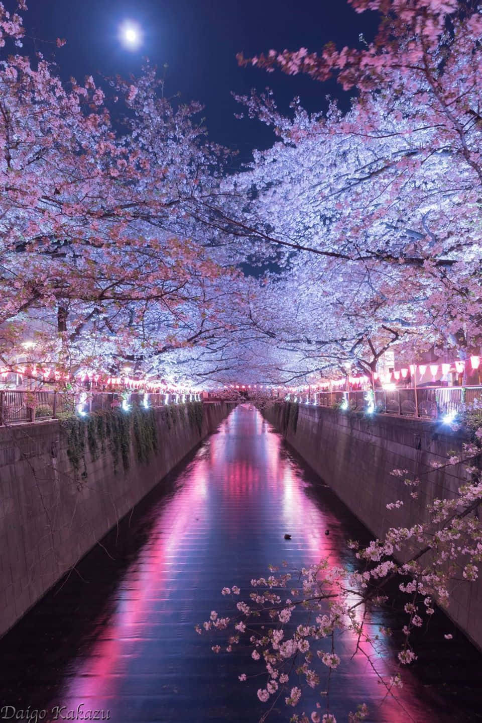 A River With Cherry Blossoms And A Full Moon Background