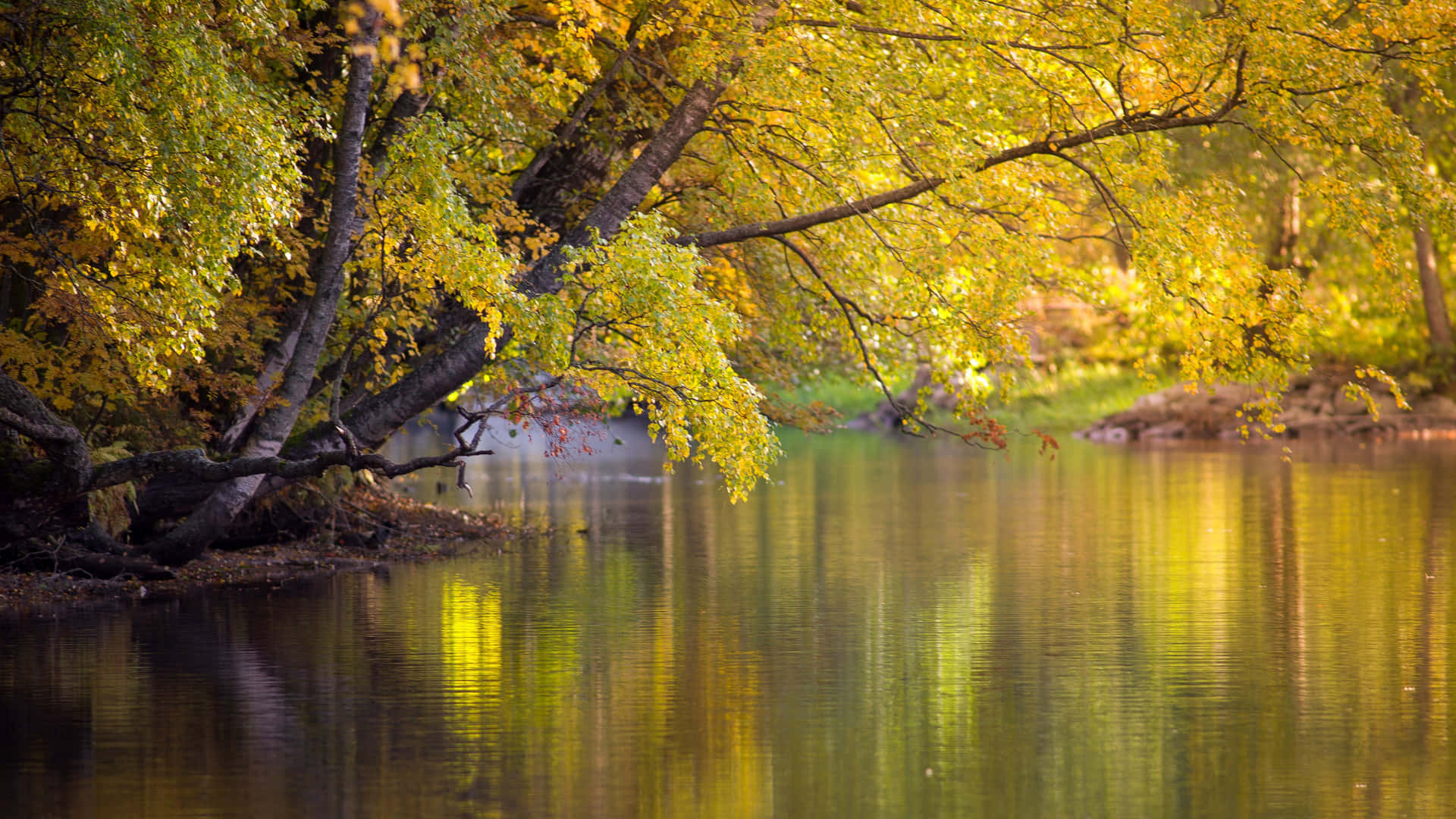 A River With Trees In The Background Background
