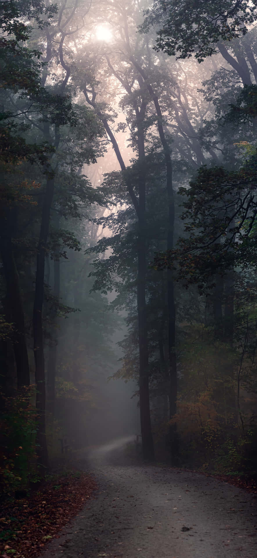 A Road In The Forest Background